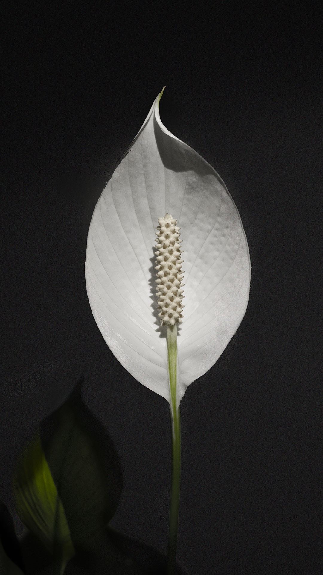 Weiße Blume Mit Gelber Narbe. Wallpaper in 1080x1920 Resolution