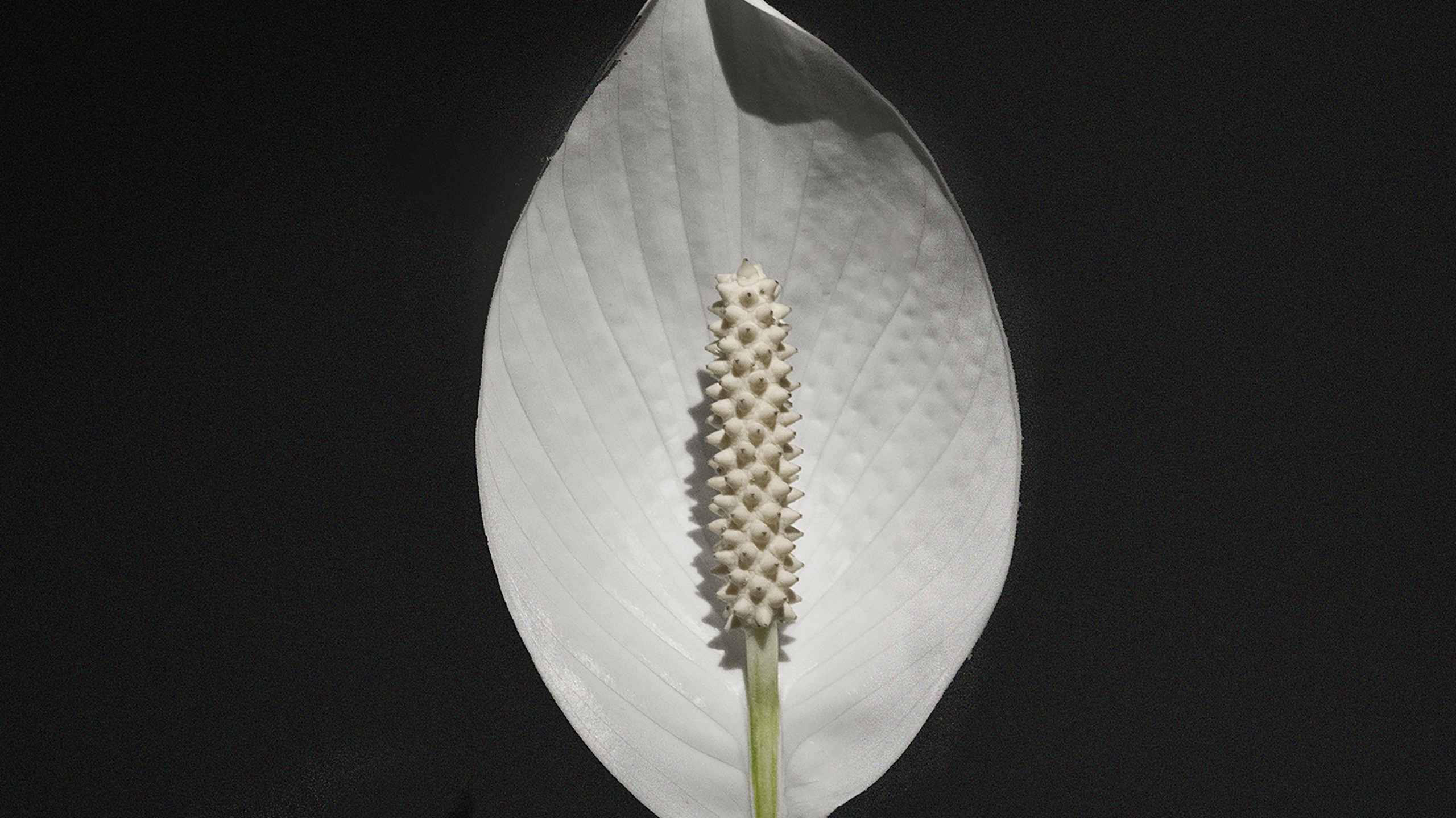 White Flower With Yellow Stigma. Wallpaper in 2560x1440 Resolution