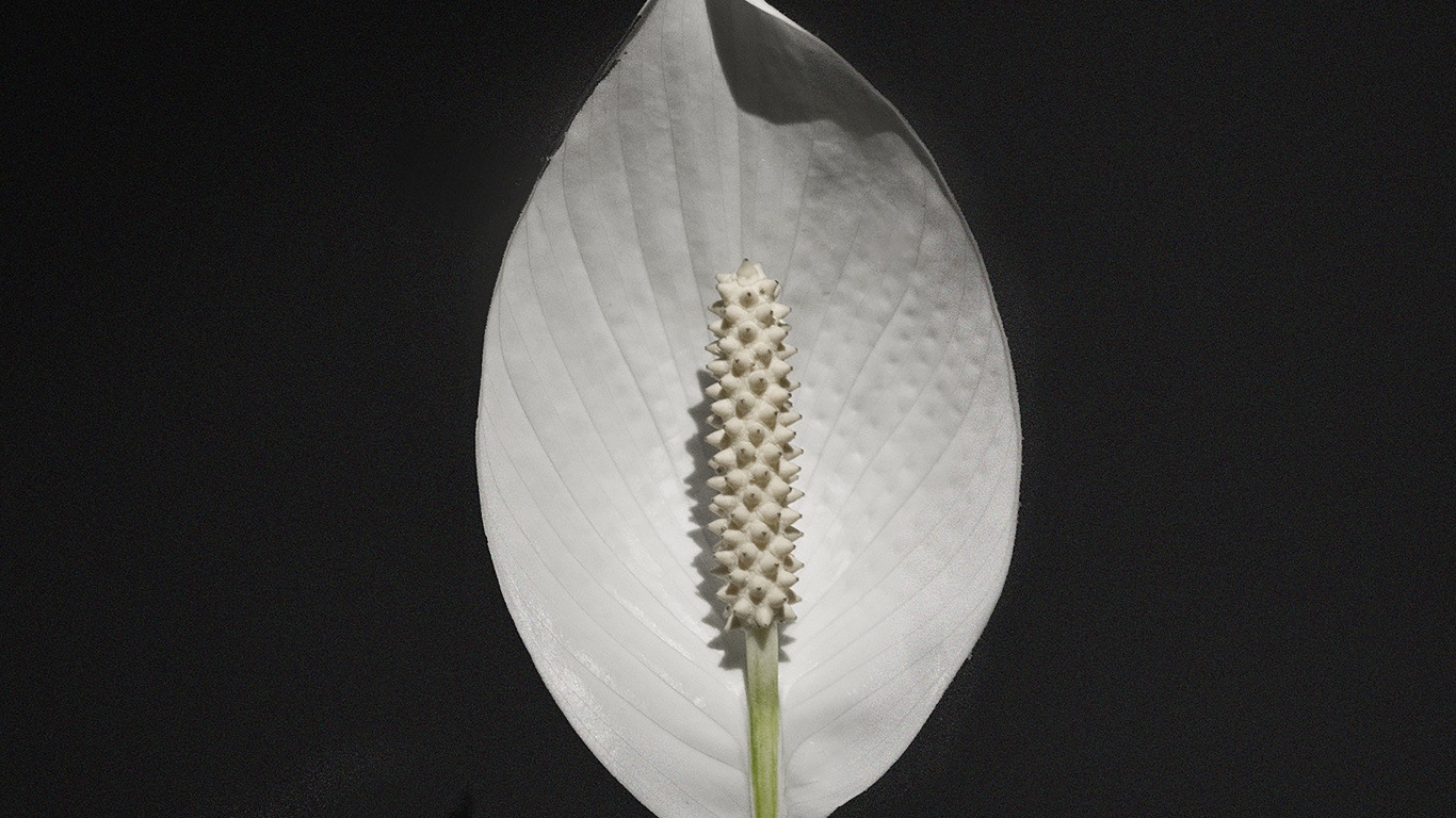 Flor Blanca Con Estigma Amarillo. Wallpaper in 1366x768 Resolution