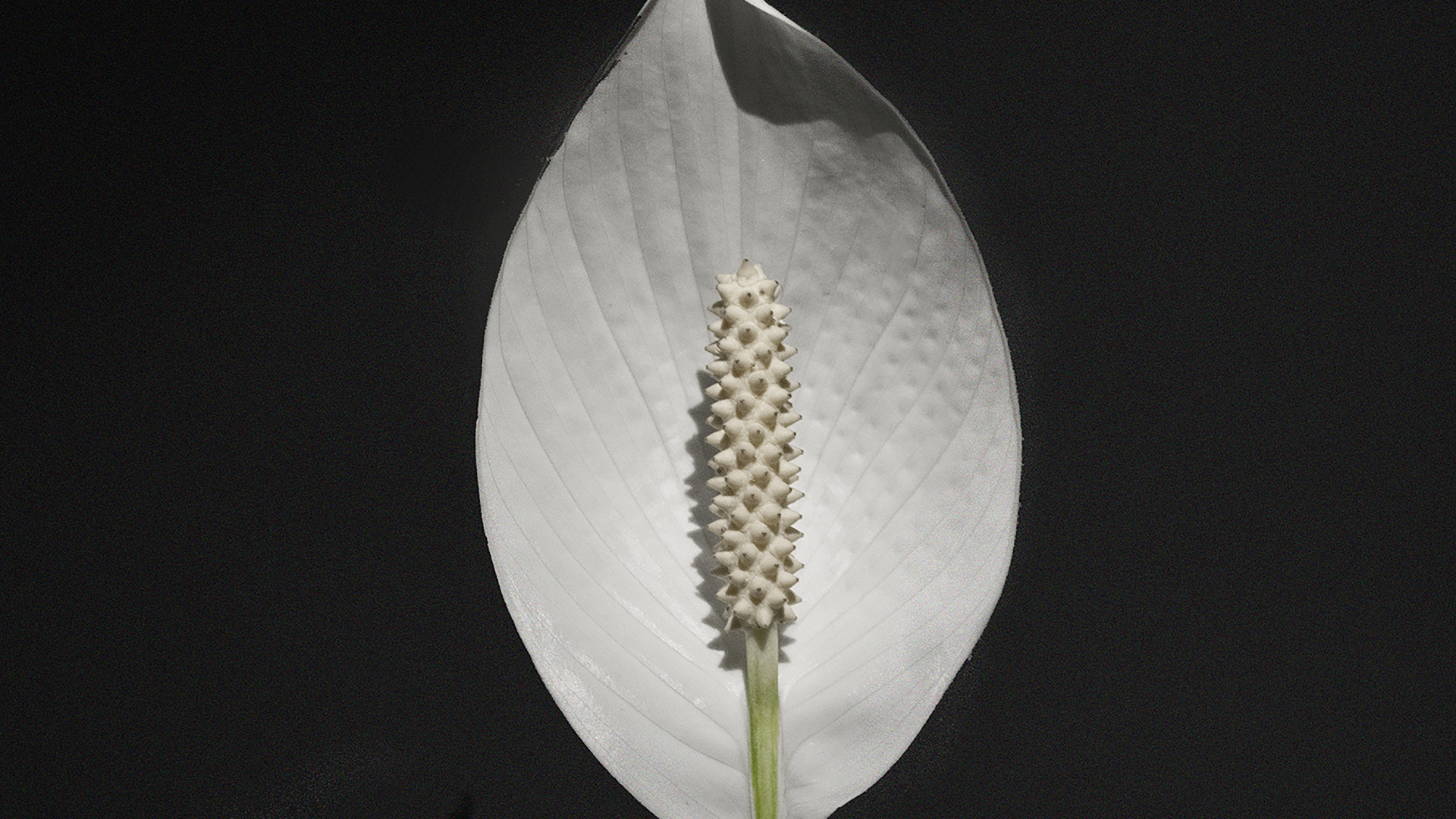 Flor Blanca Con Estigma Amarillo. Wallpaper in 1920x1080 Resolution