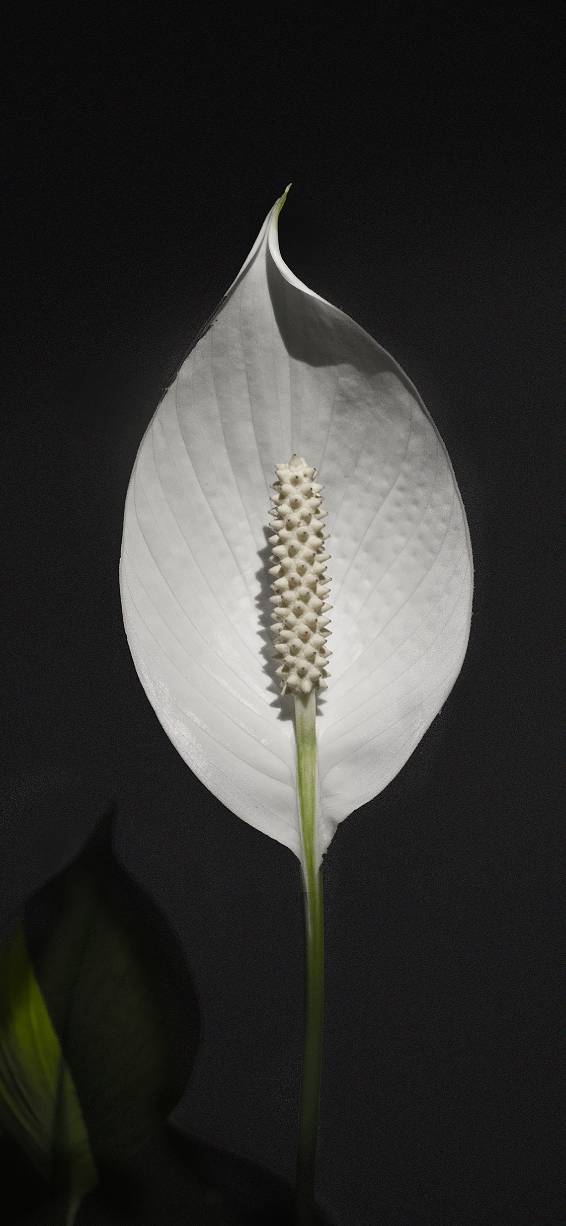 Fleur Blanche Avec Stigmate Jaune. Wallpaper in 1125x2436 Resolution