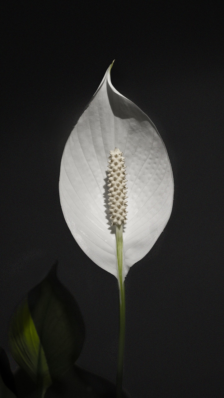 Fleur Blanche Avec Stigmate Jaune. Wallpaper in 720x1280 Resolution