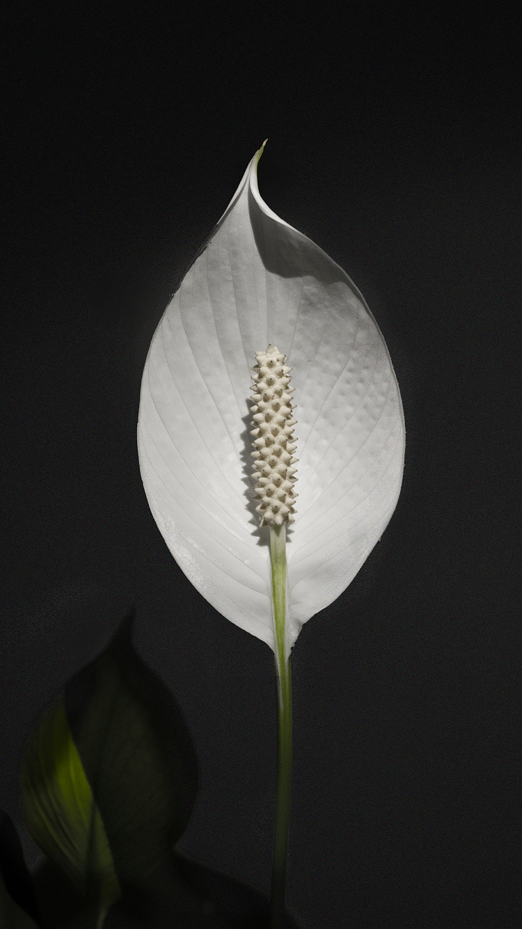 Fleur Blanche Avec Stigmate Jaune. Wallpaper in 750x1334 Resolution