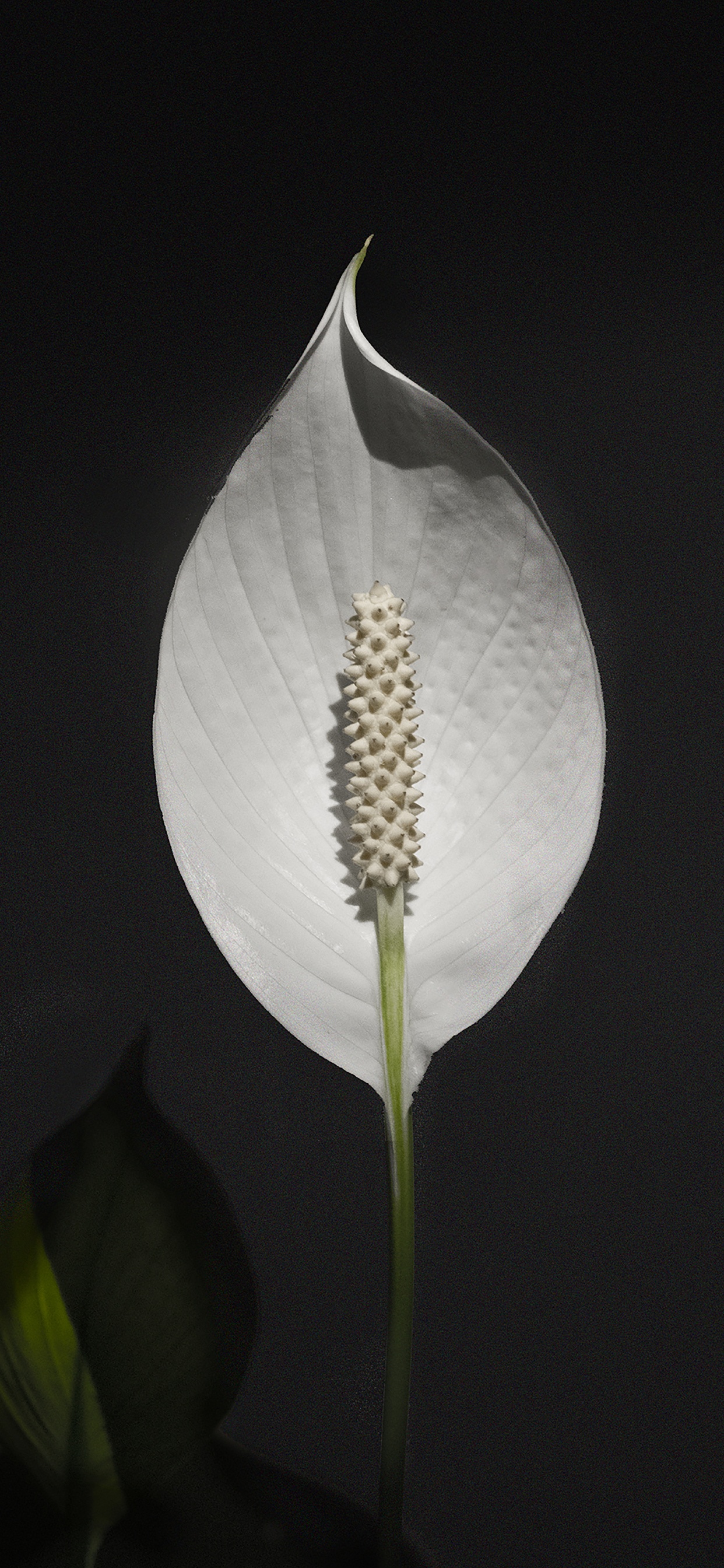 植物干 壁纸 1242x2688 允许