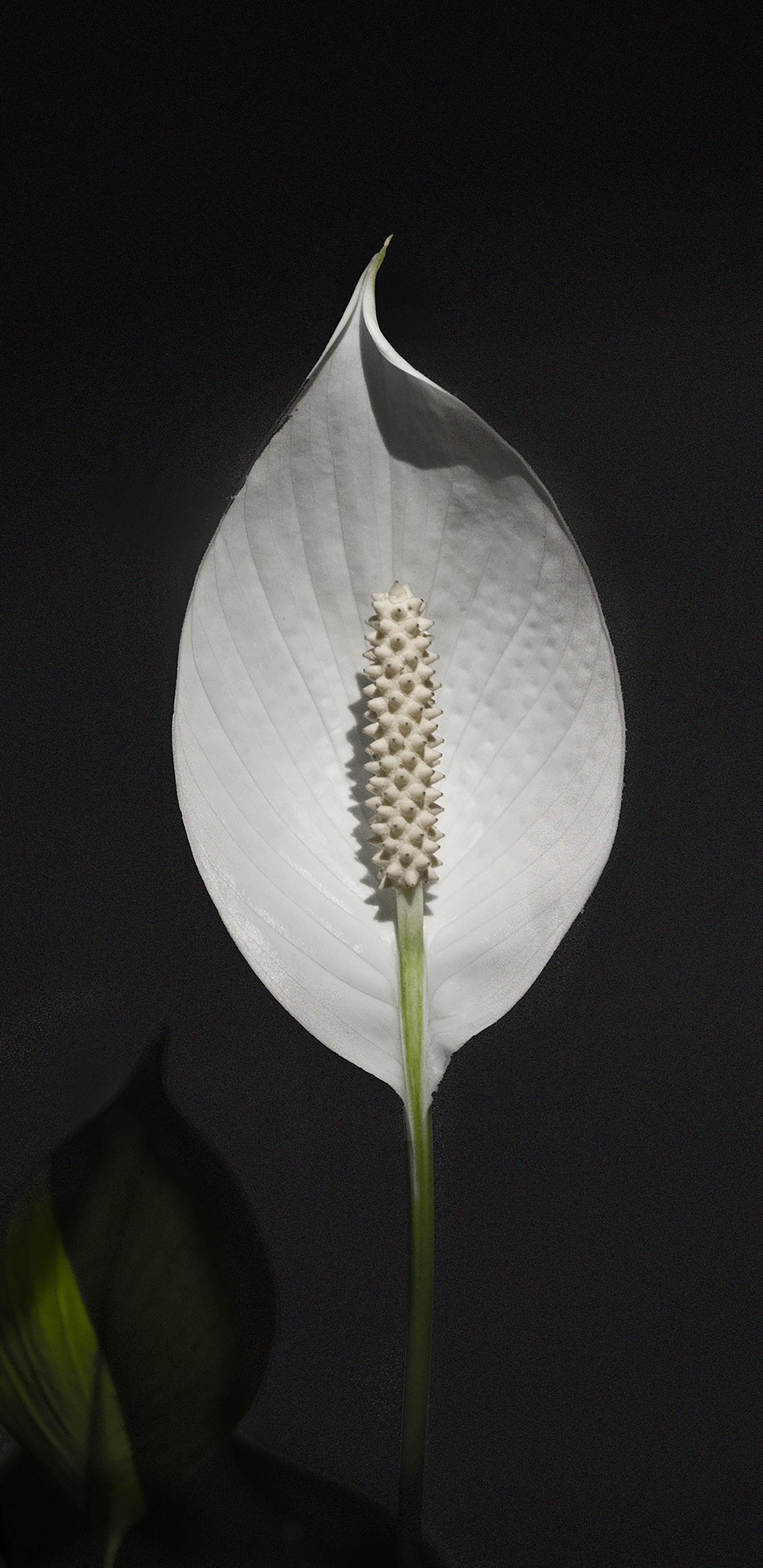 植物干 壁纸 1440x2960 允许