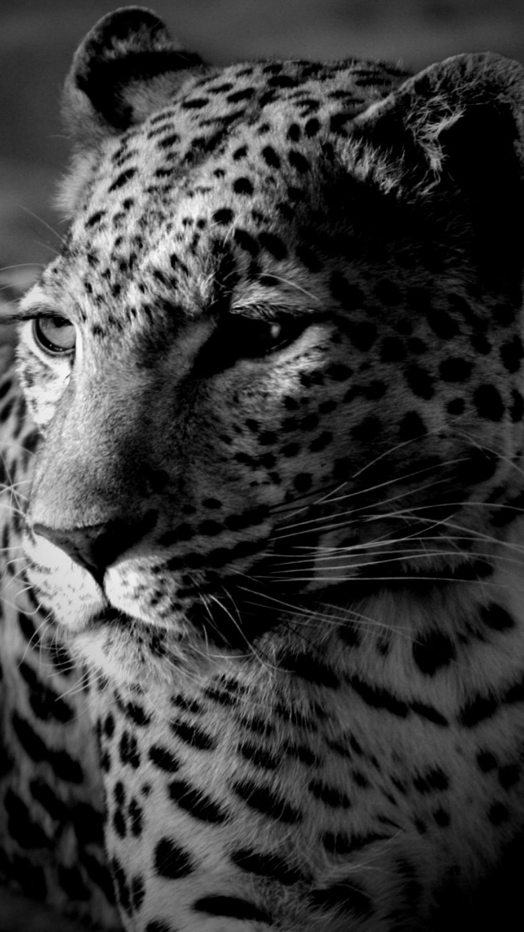 Grayscale Photo of Cheetah Lying on Ground. Wallpaper in 1080x1920 Resolution