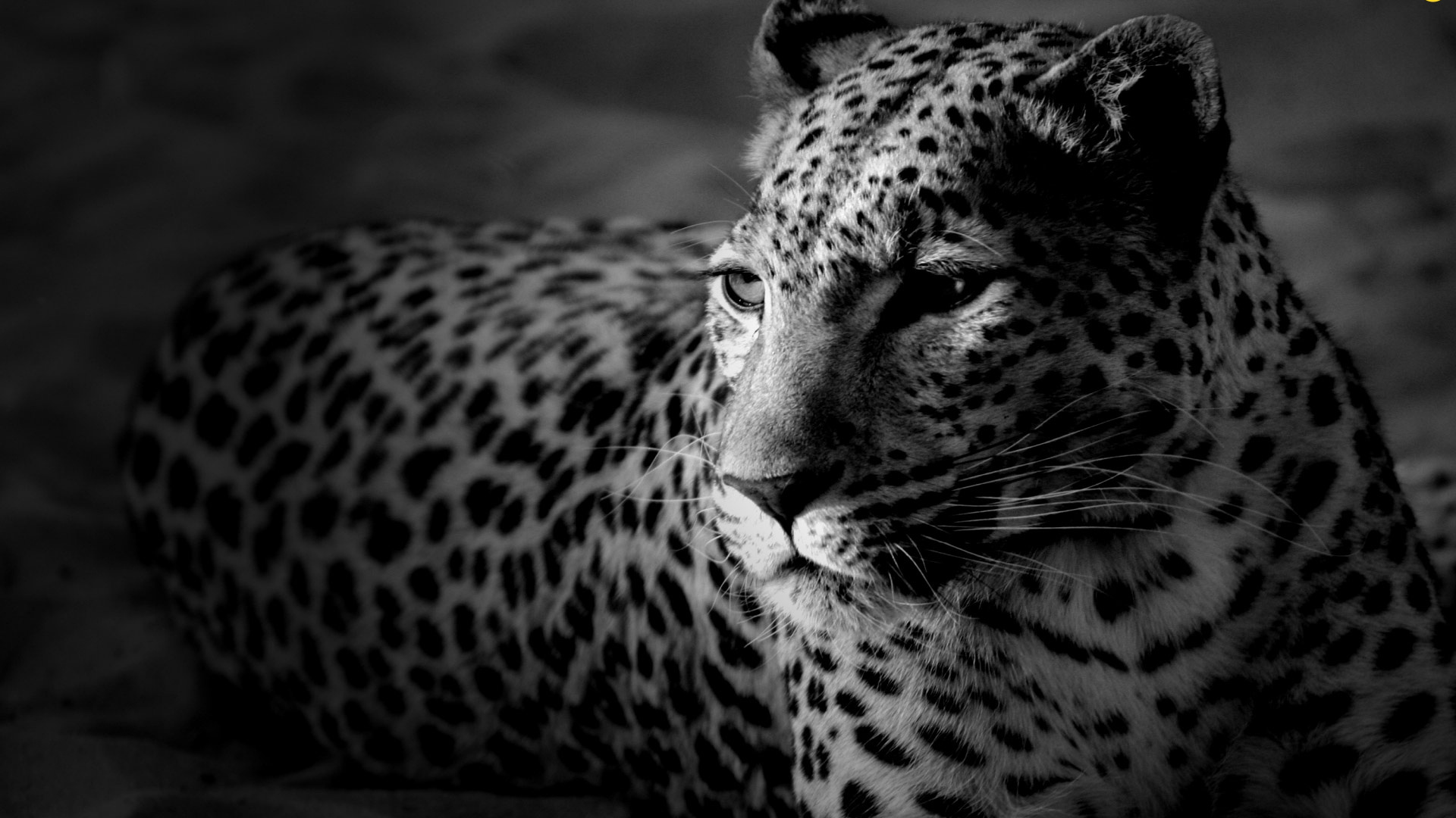 Grayscale Photo of Cheetah Lying on Ground. Wallpaper in 1920x1080 Resolution
