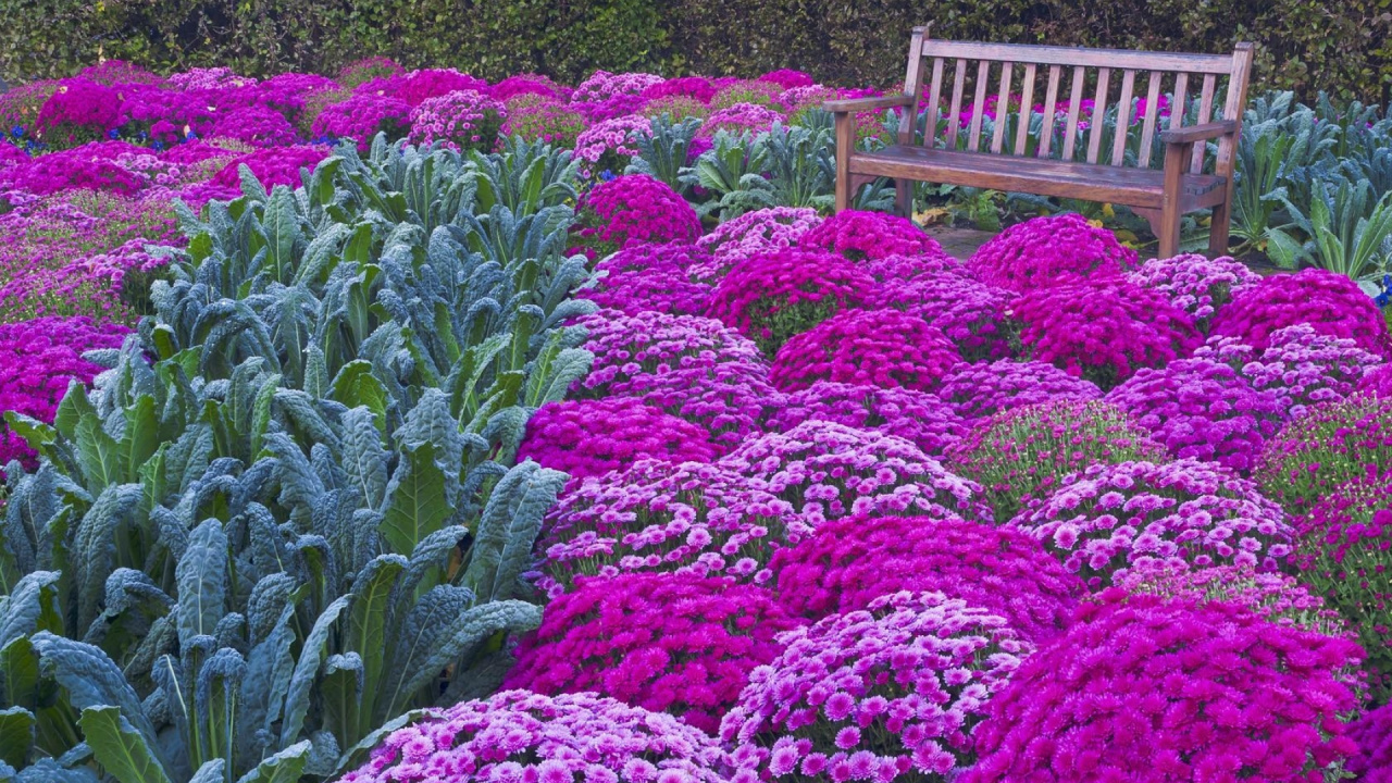 板凳, 花园, 显花植物, 紫色的, 地被 壁纸 1280x720 允许