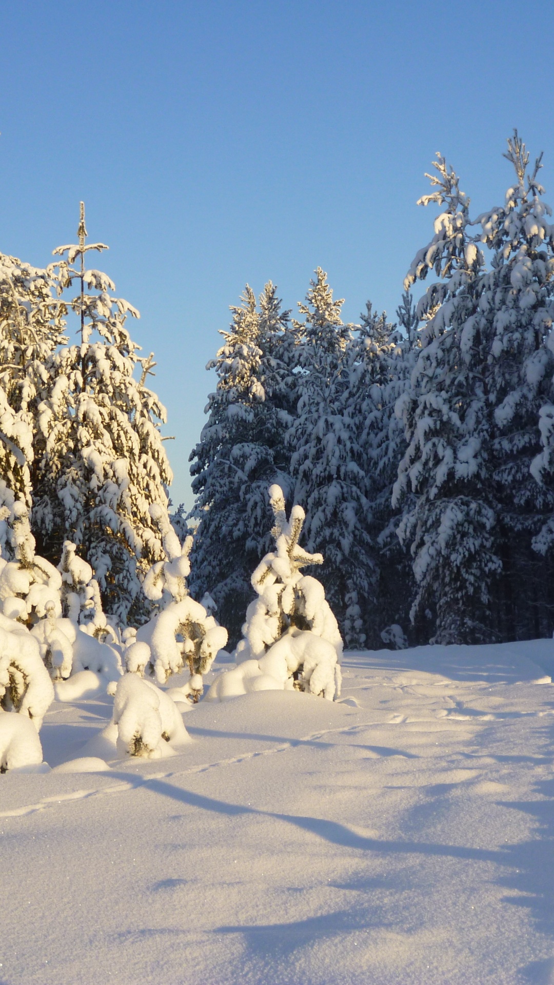 Chien Blanc Sur Sol Couvert de Neige Pendant la Journée. Wallpaper in 1080x1920 Resolution