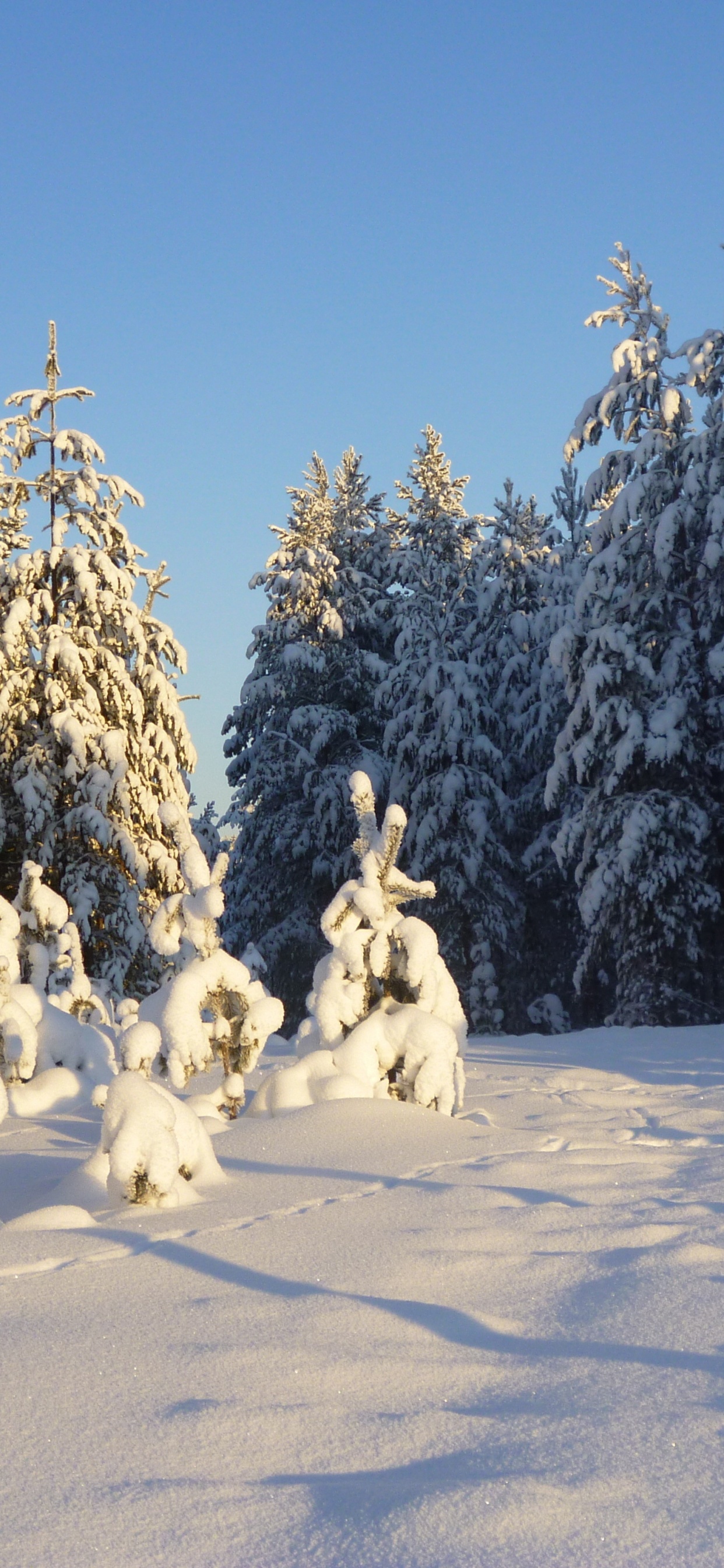 Chien Blanc Sur Sol Couvert de Neige Pendant la Journée. Wallpaper in 1242x2688 Resolution