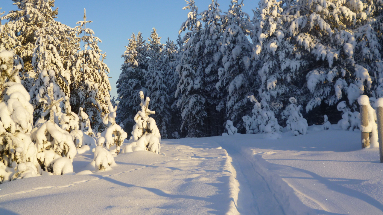 Chien Blanc Sur Sol Couvert de Neige Pendant la Journée. Wallpaper in 1280x720 Resolution