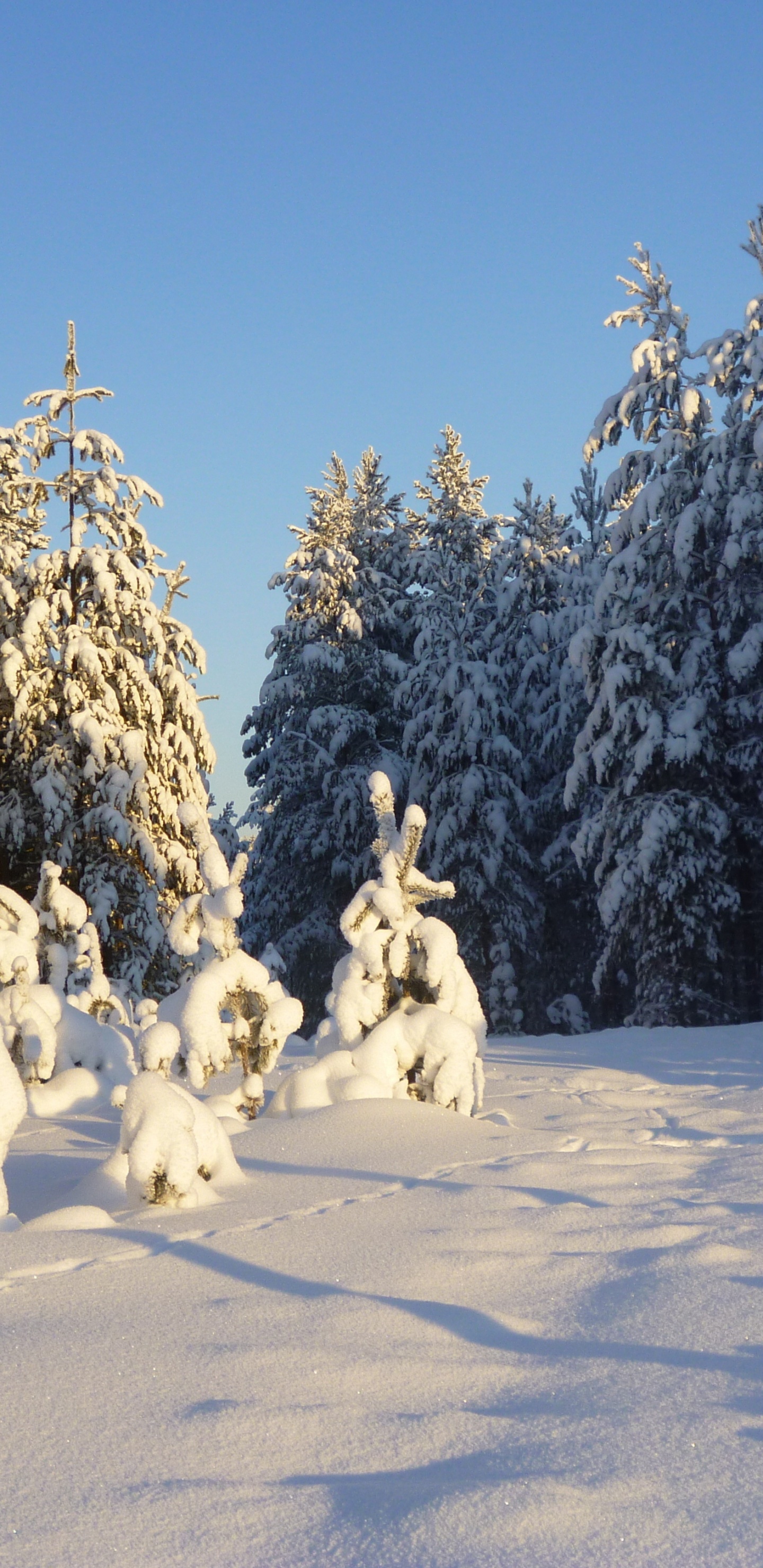 White Dog on Snow Covered Ground During Daytime. Wallpaper in 1440x2960 Resolution