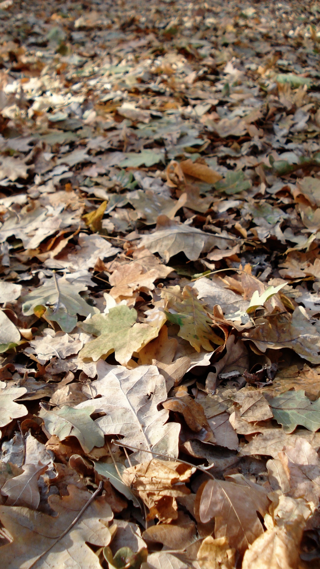 Feuilles Brunes et Blanches au Sol. Wallpaper in 1080x1920 Resolution
