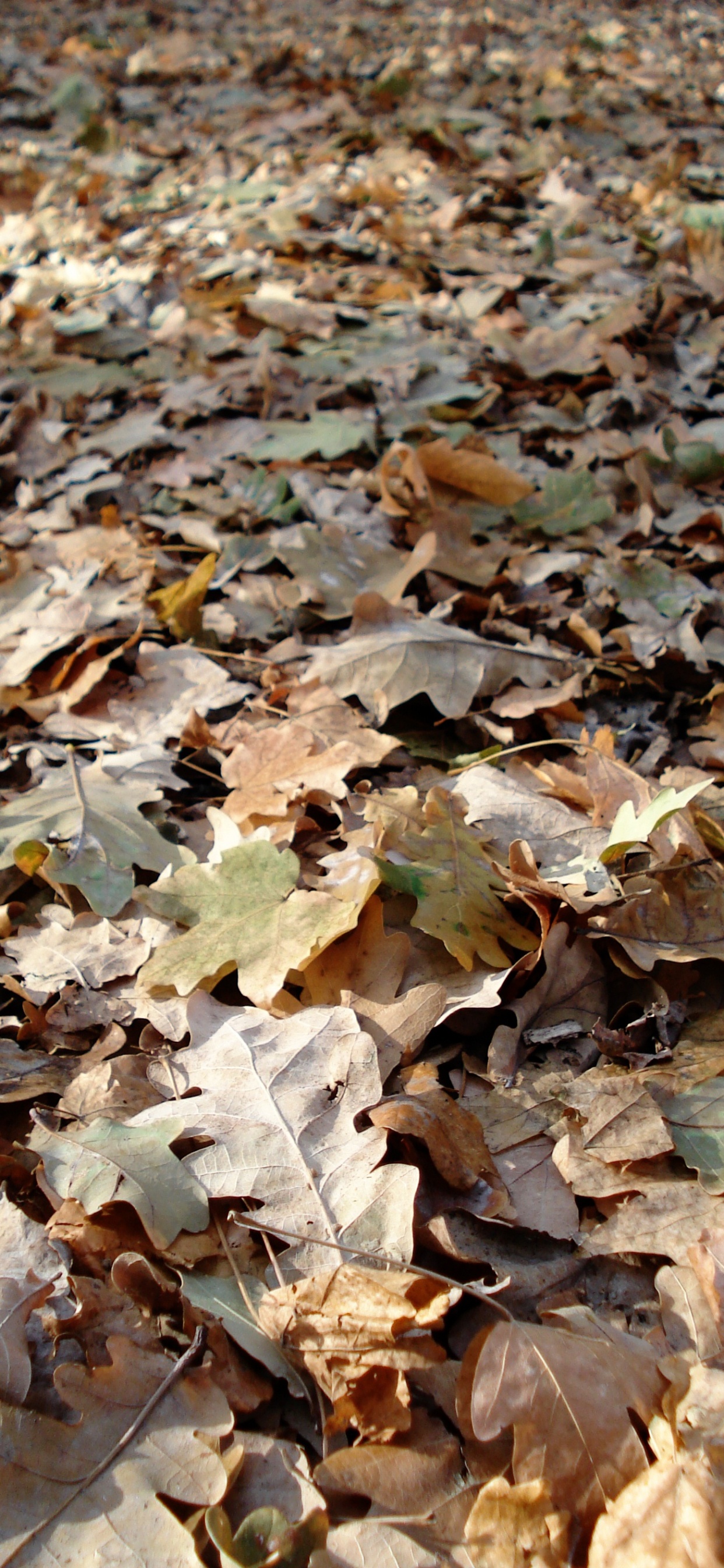 Feuilles Brunes et Blanches au Sol. Wallpaper in 1242x2688 Resolution