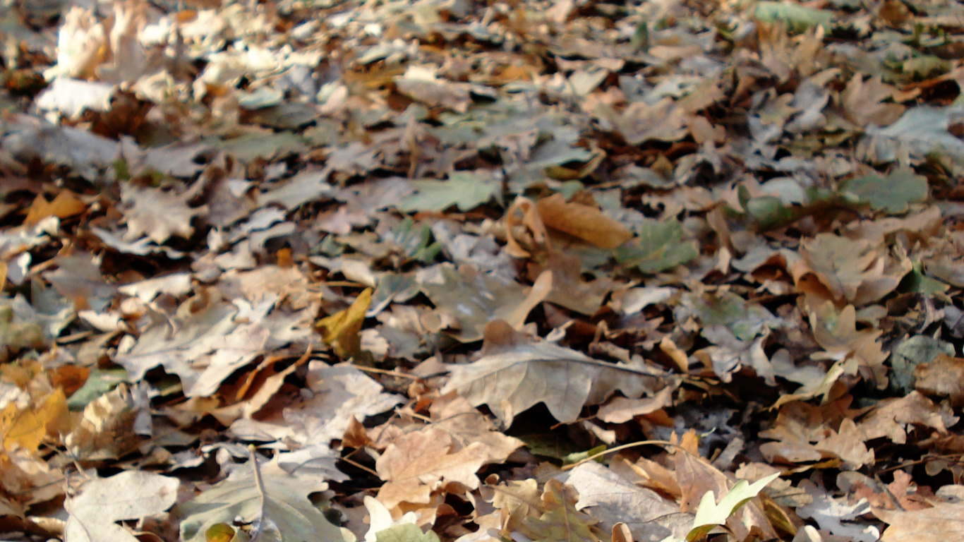 Feuilles Brunes et Blanches au Sol. Wallpaper in 1366x768 Resolution