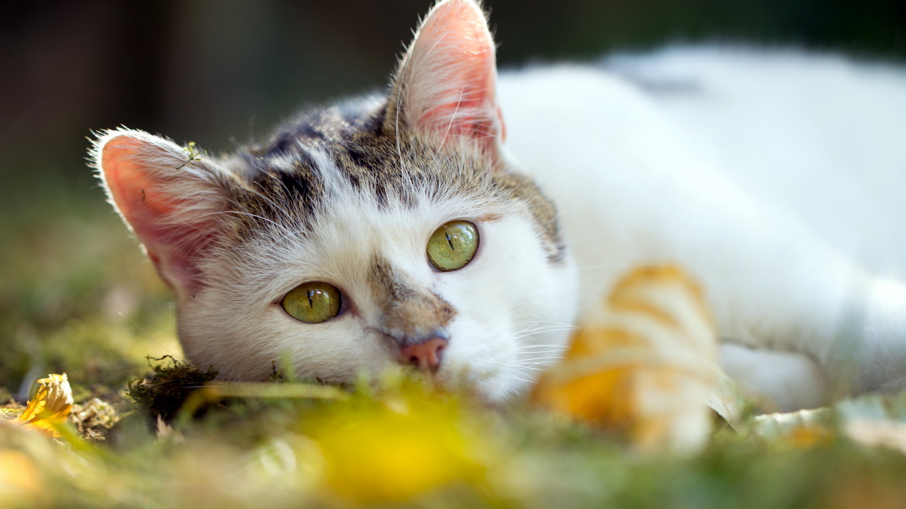 White and Black Cat on Green Textile. Wallpaper in 1280x720 Resolution