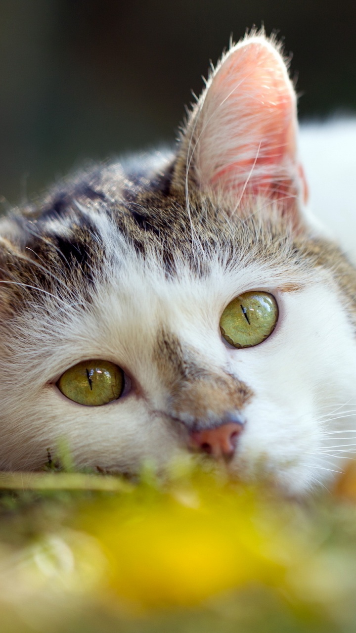 White and Black Cat on Green Textile. Wallpaper in 720x1280 Resolution