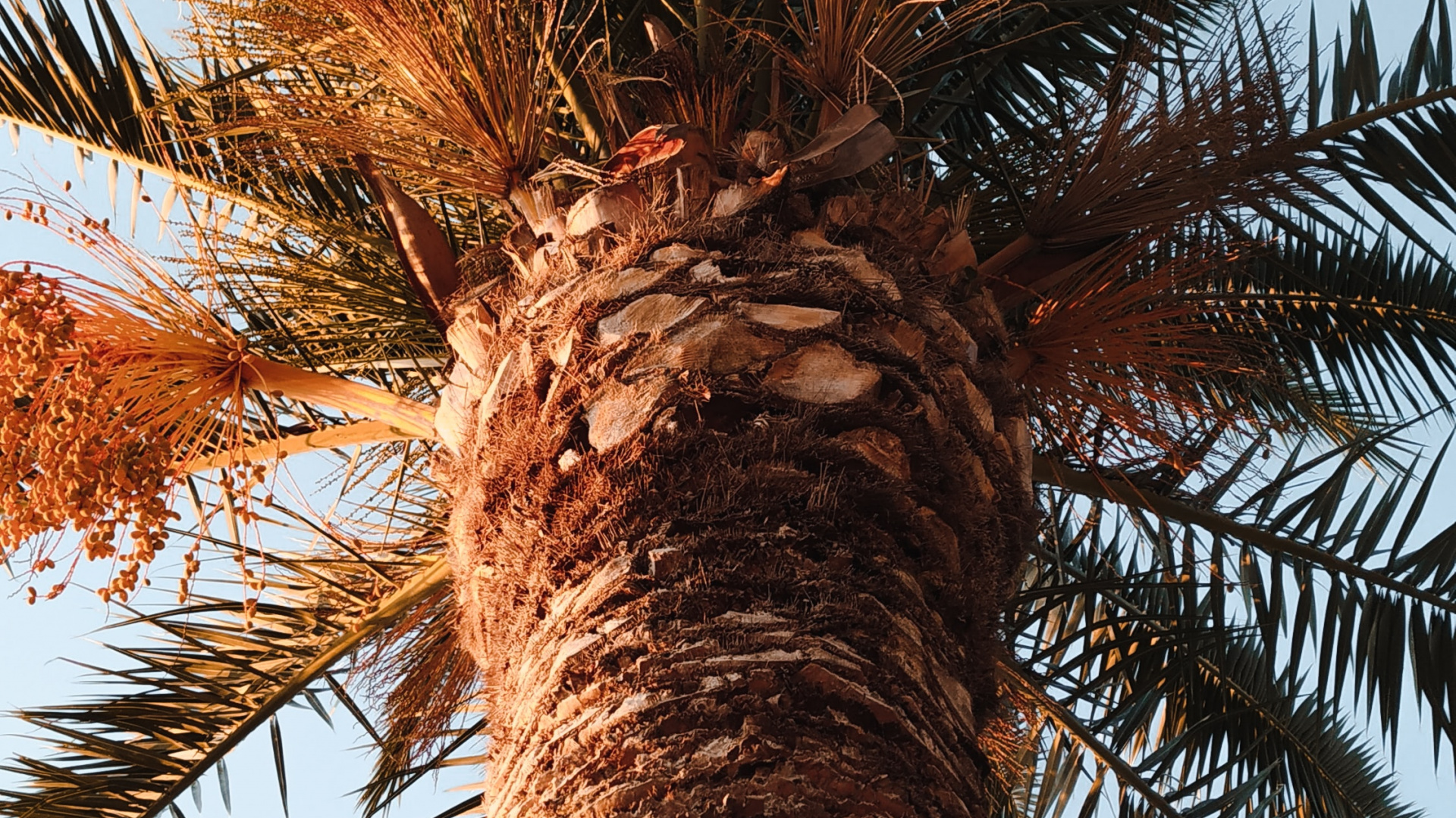 Borassus Flabellifer, Ciel, Plantes Ligneuses, Feuille, Attalea Speciosa. Wallpaper in 1920x1080 Resolution