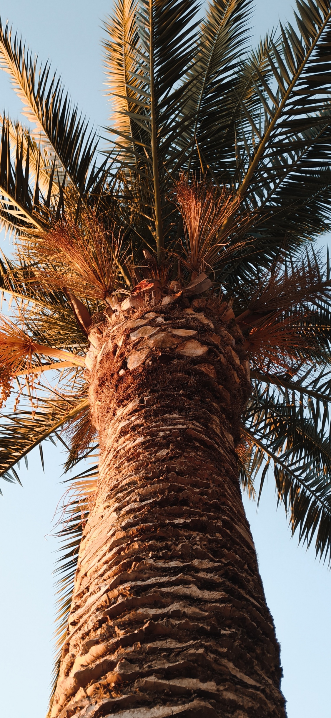 Borassus Flabellifer, Planta Leñosa, Attalea Speciosa, Palmera, Fecha de la Palma. Wallpaper in 1125x2436 Resolution