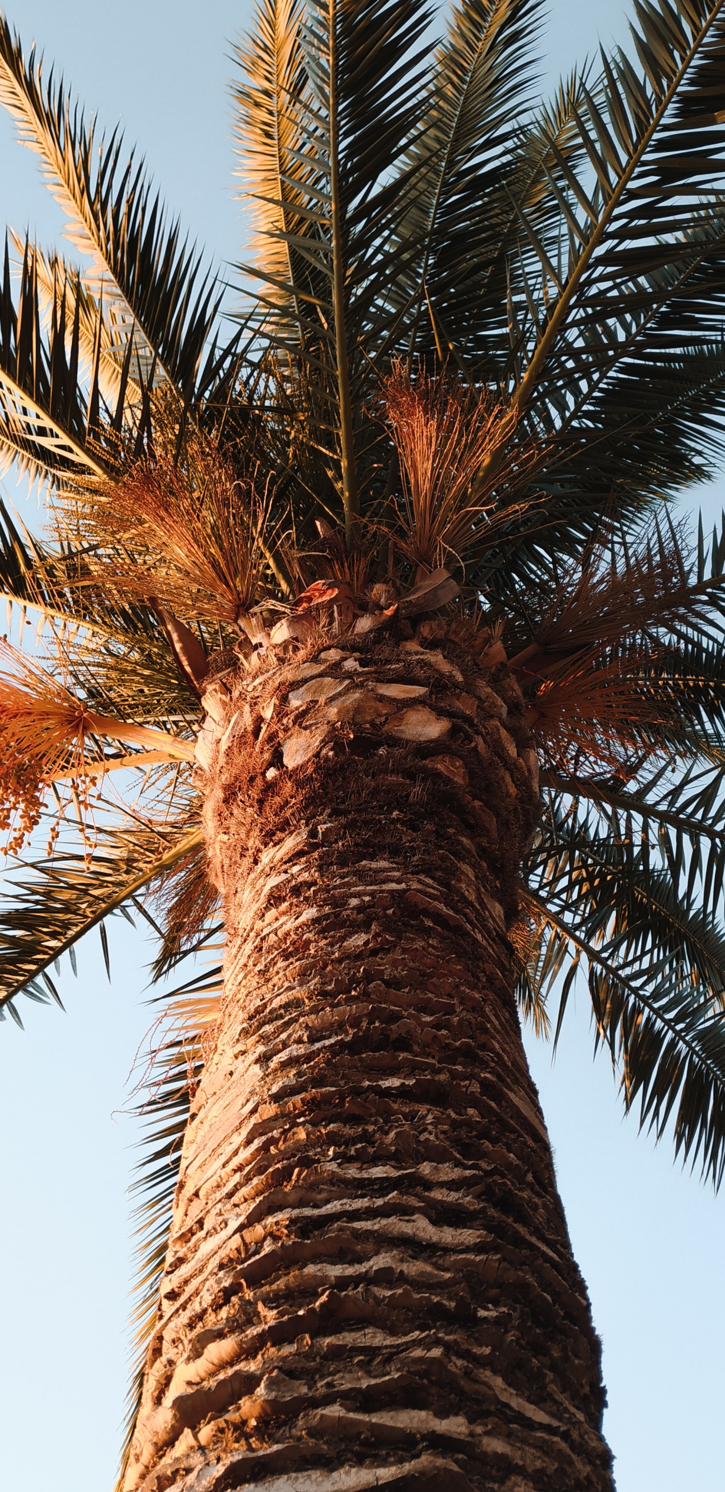 Palm Tree, Borassus Flabellifer, Sky, Woody Plant, Tree. Wallpaper in 1440x2960 Resolution