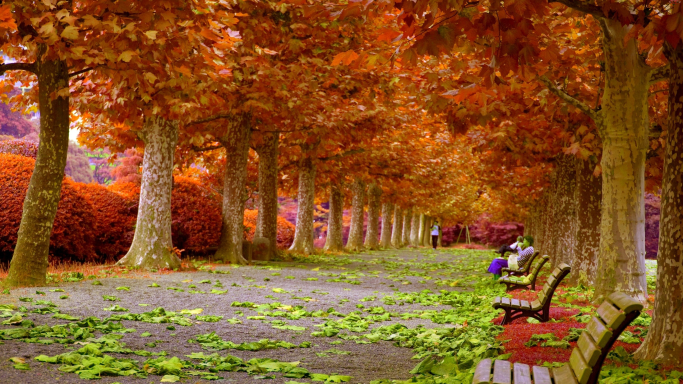 Brown Wooden Bench Under Brown Trees. Wallpaper in 1366x768 Resolution