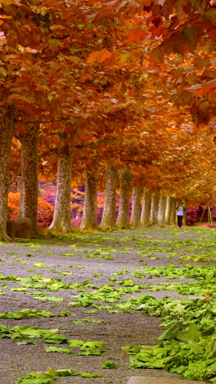 Banc en Bois Brun Sous Des Arbres Bruns. Wallpaper in 750x1334 Resolution