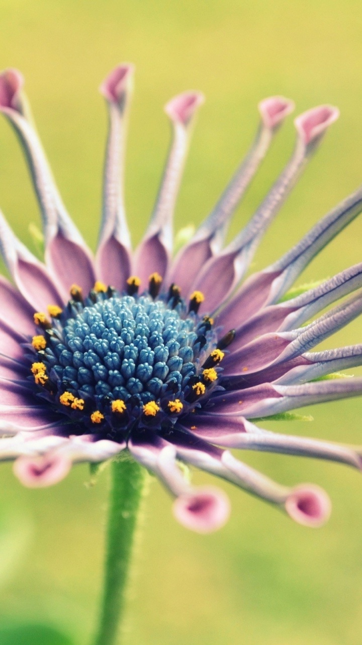 花粉, 野花, Daisy的家庭, 菌群, Aster 壁纸 720x1280 允许