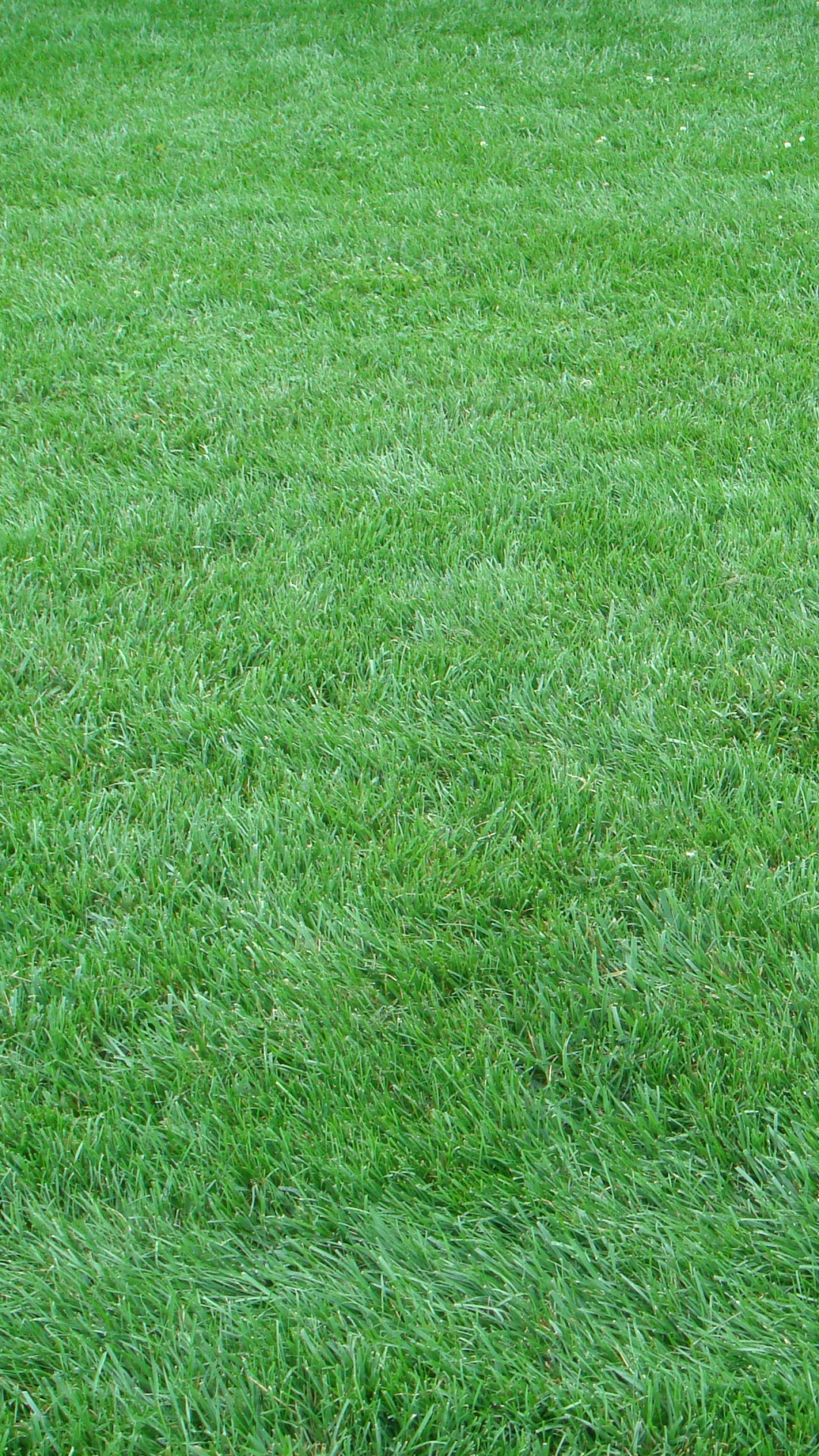 Green Grass Field During Daytime. Wallpaper in 1080x1920 Resolution