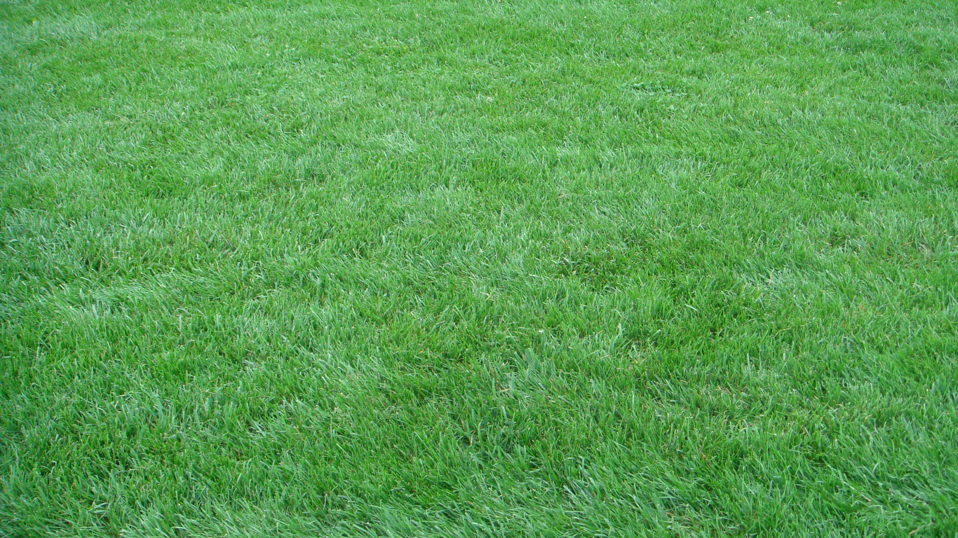 Green Grass Field During Daytime. Wallpaper in 1366x768 Resolution