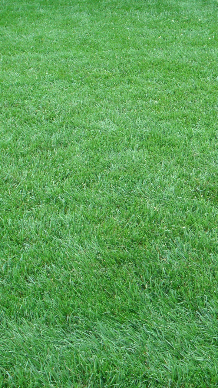 Green Grass Field During Daytime. Wallpaper in 720x1280 Resolution
