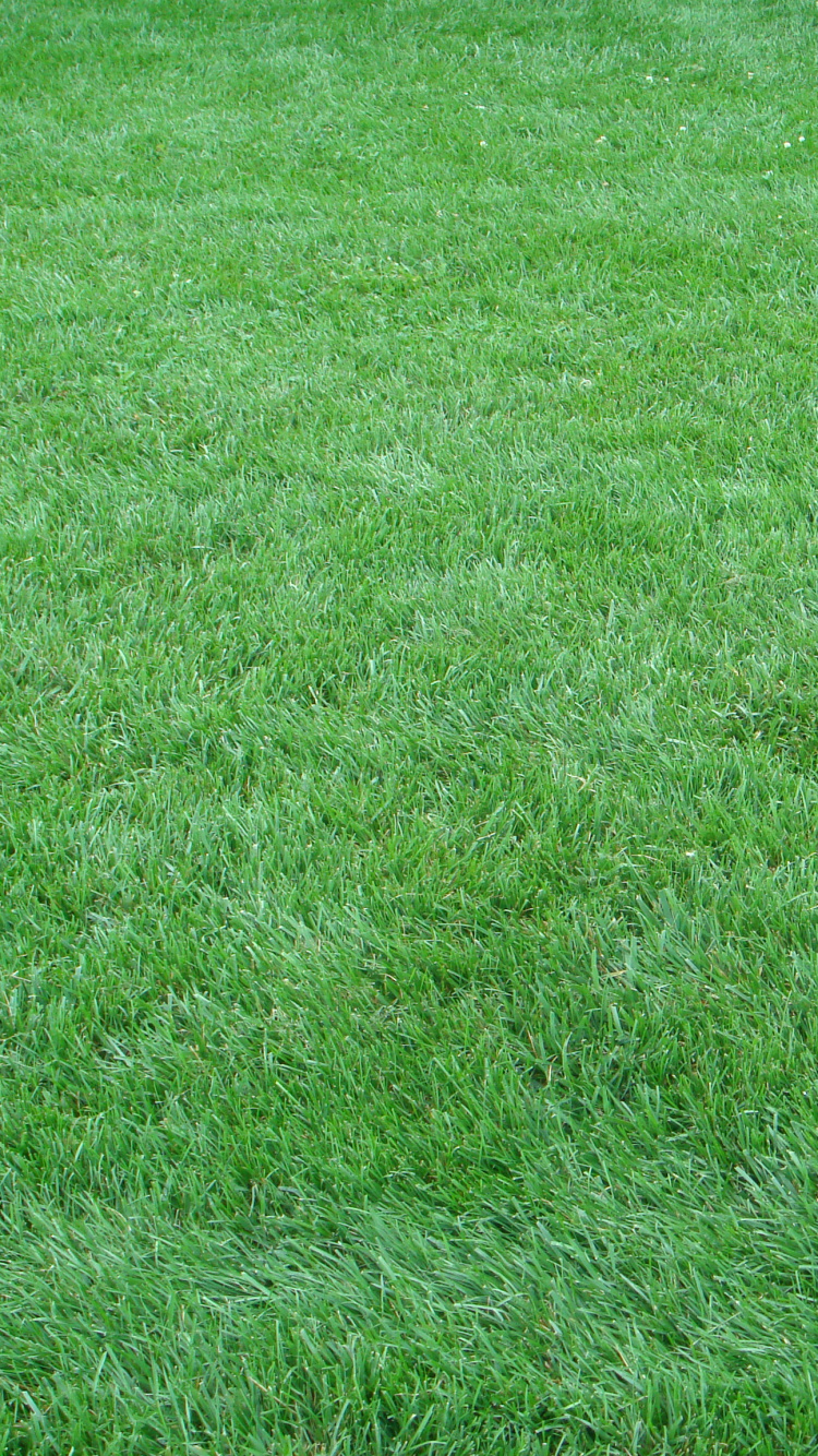 Green Grass Field During Daytime. Wallpaper in 750x1334 Resolution