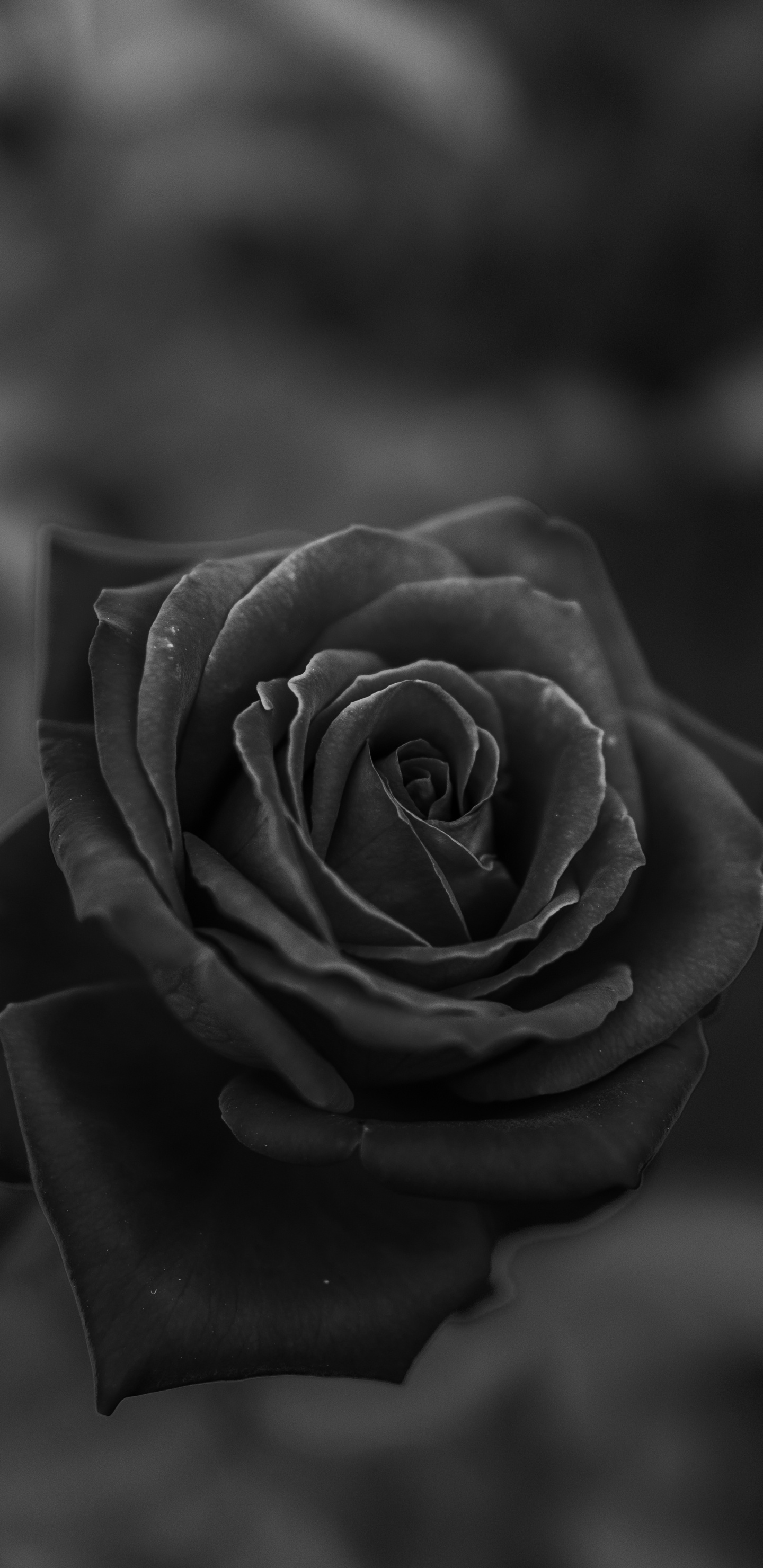 Graustufenfoto Von Rosenblüten. Wallpaper in 1440x2960 Resolution