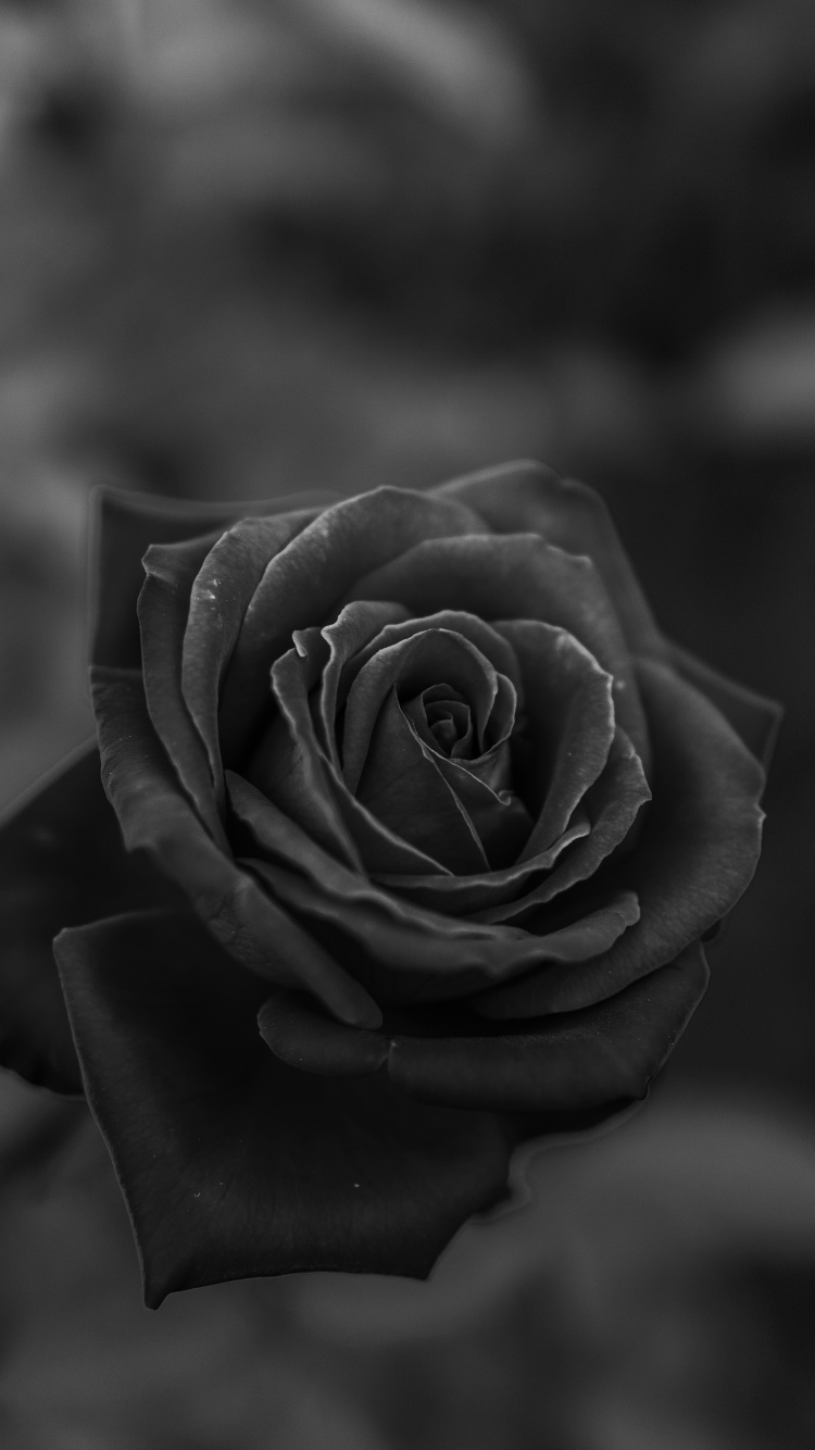 Foto en Escala de Grises de Flor Rosa. Wallpaper in 750x1334 Resolution