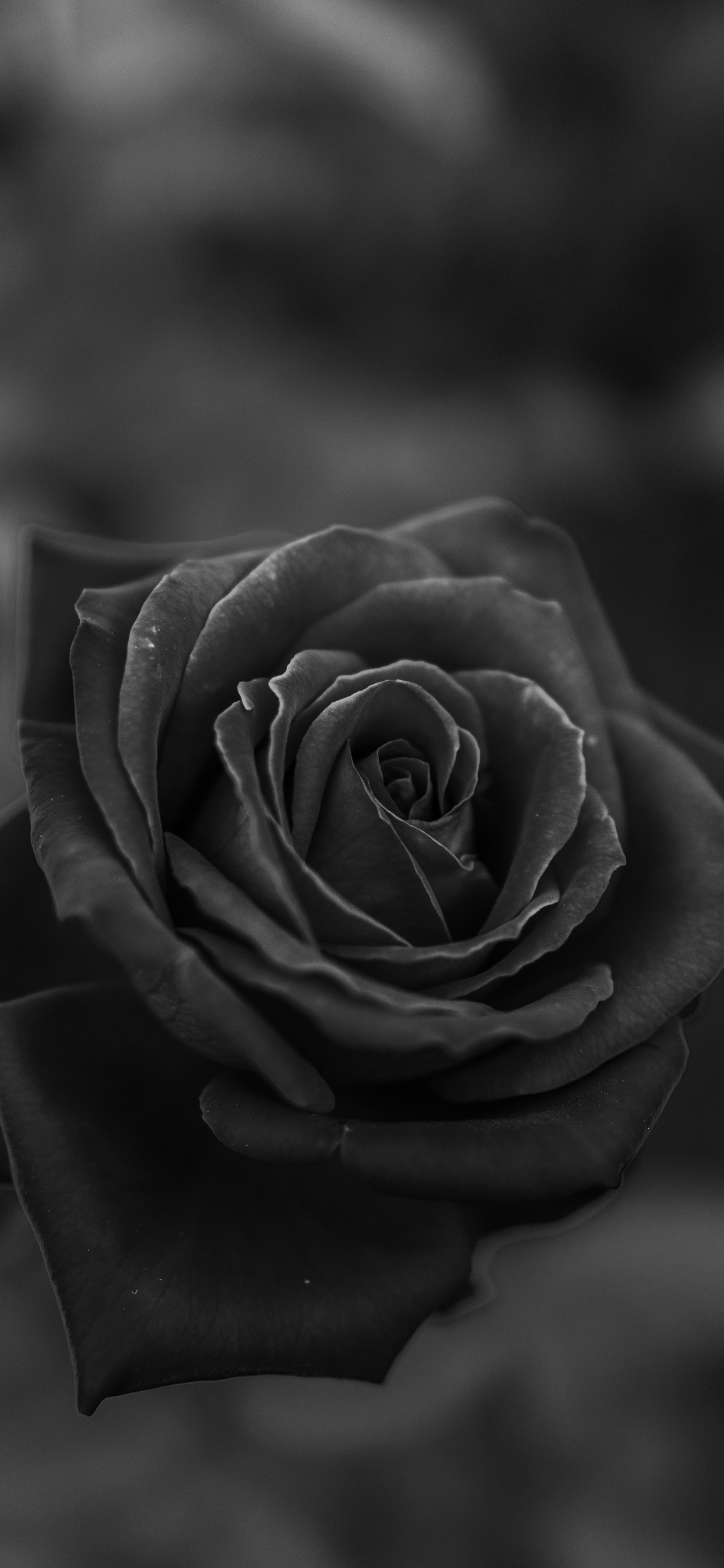 Photo en Niveaux de Gris de Fleur Rose. Wallpaper in 1242x2688 Resolution