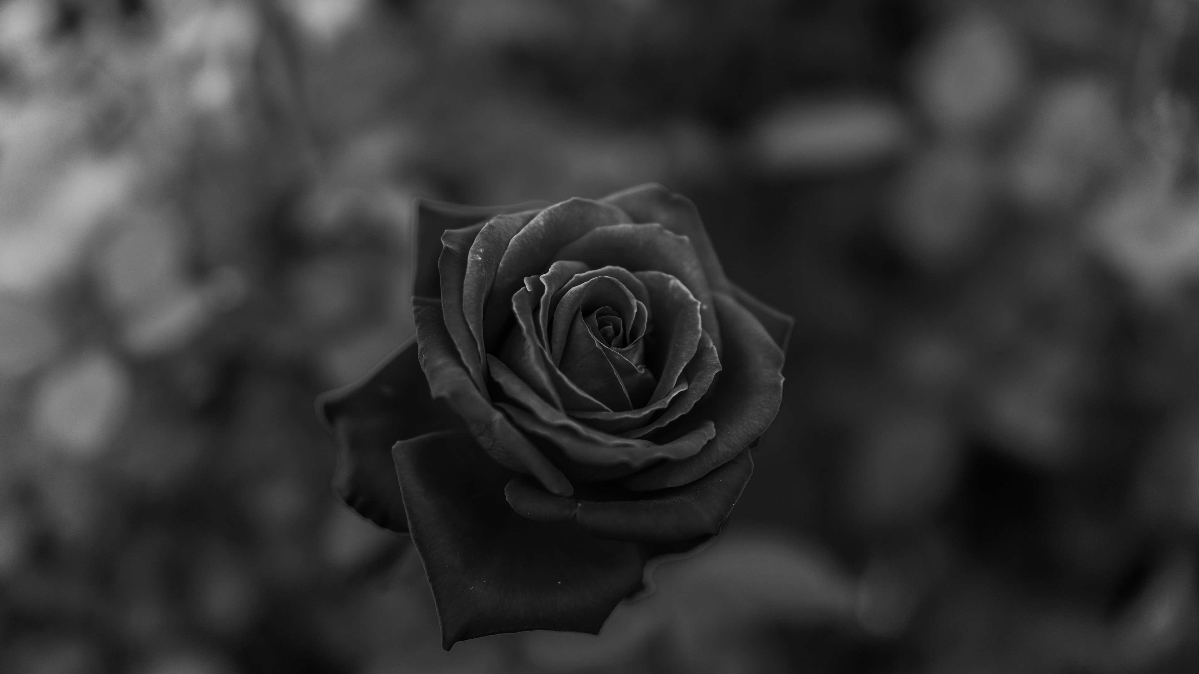 Photo en Niveaux de Gris de Fleur Rose. Wallpaper in 3840x2160 Resolution