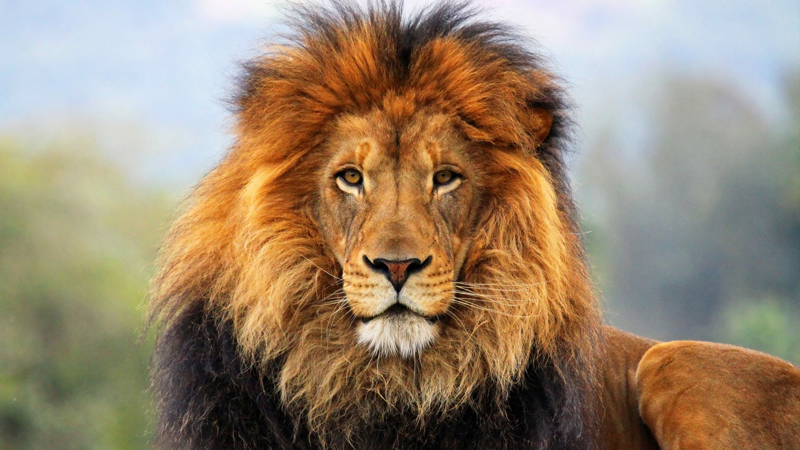 狮子, 野生动物, 马赛马的狮子, 陆地动物, 鬃毛 壁纸 2560x1440 允许