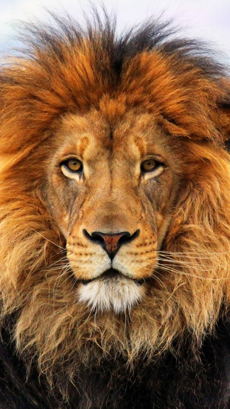 狮子, 野生动物, 马赛马的狮子, 陆地动物, 鬃毛 壁纸 750x1334 允许