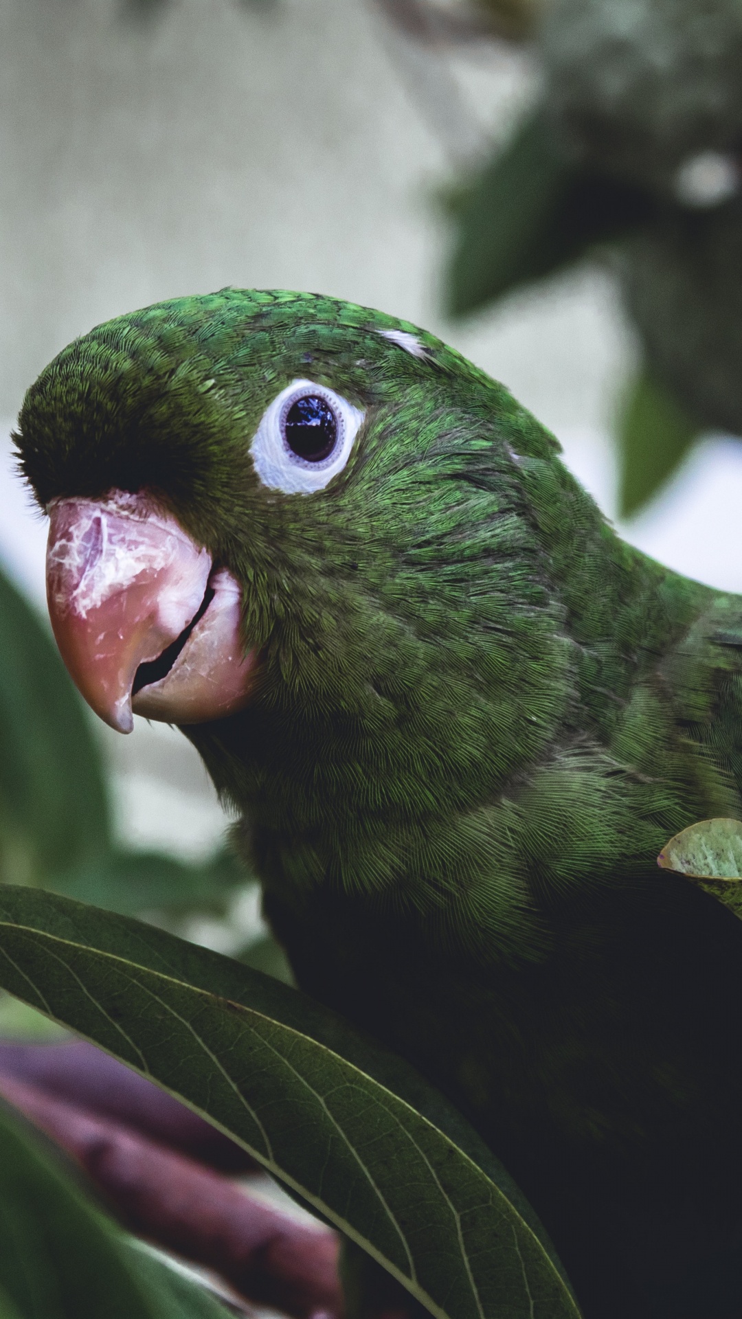 Green Bird on Tree Branch. Wallpaper in 1080x1920 Resolution