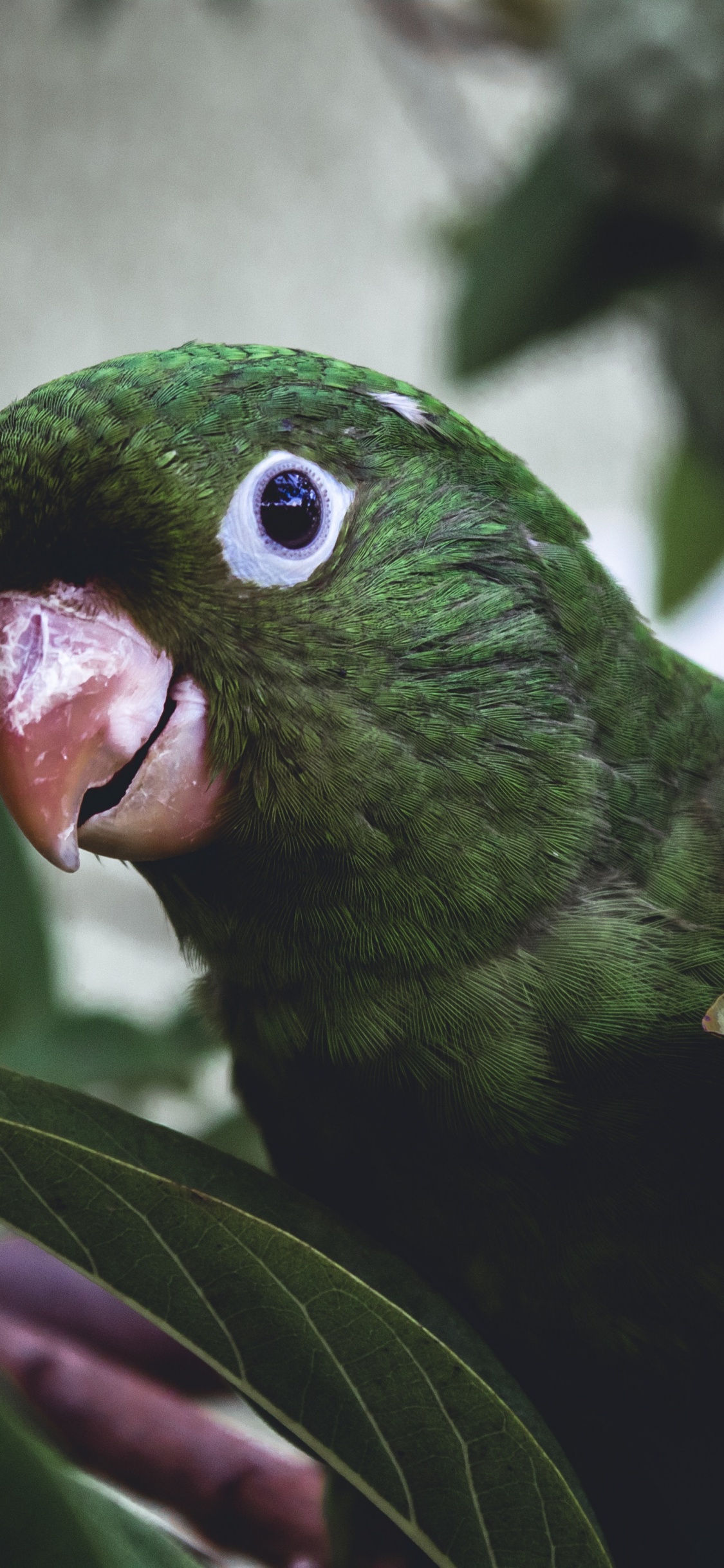 Green Bird on Tree Branch. Wallpaper in 1125x2436 Resolution