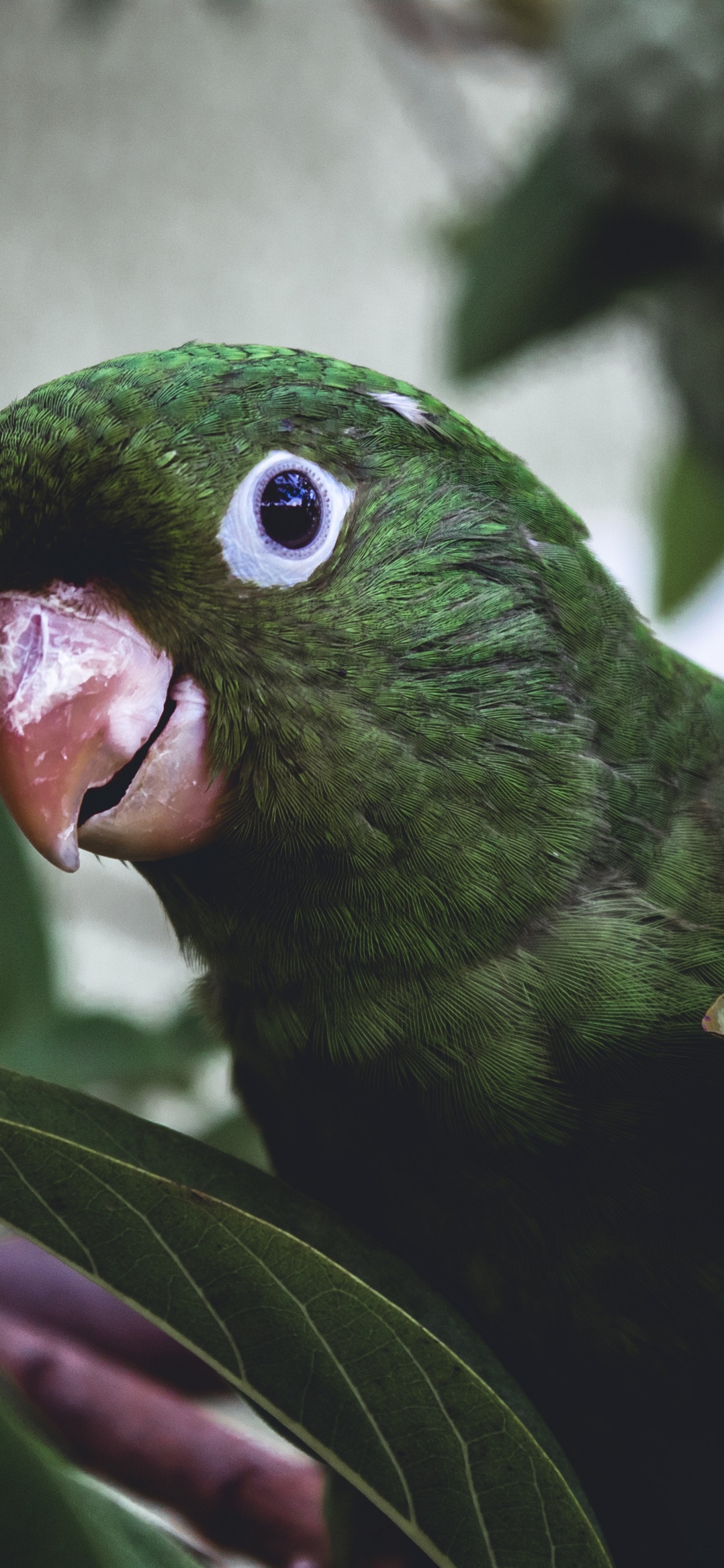 Green Bird on Tree Branch. Wallpaper in 1242x2688 Resolution