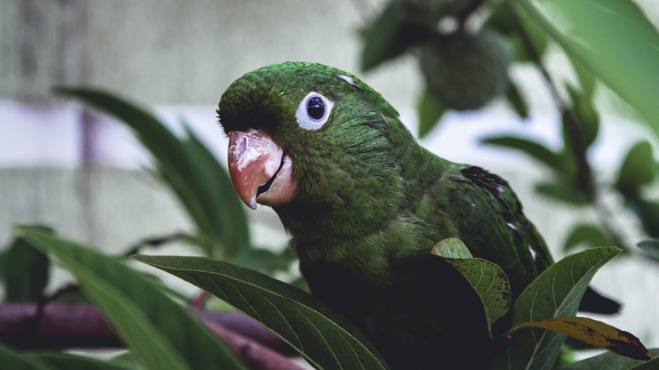 Green Bird on Tree Branch. Wallpaper in 1280x720 Resolution