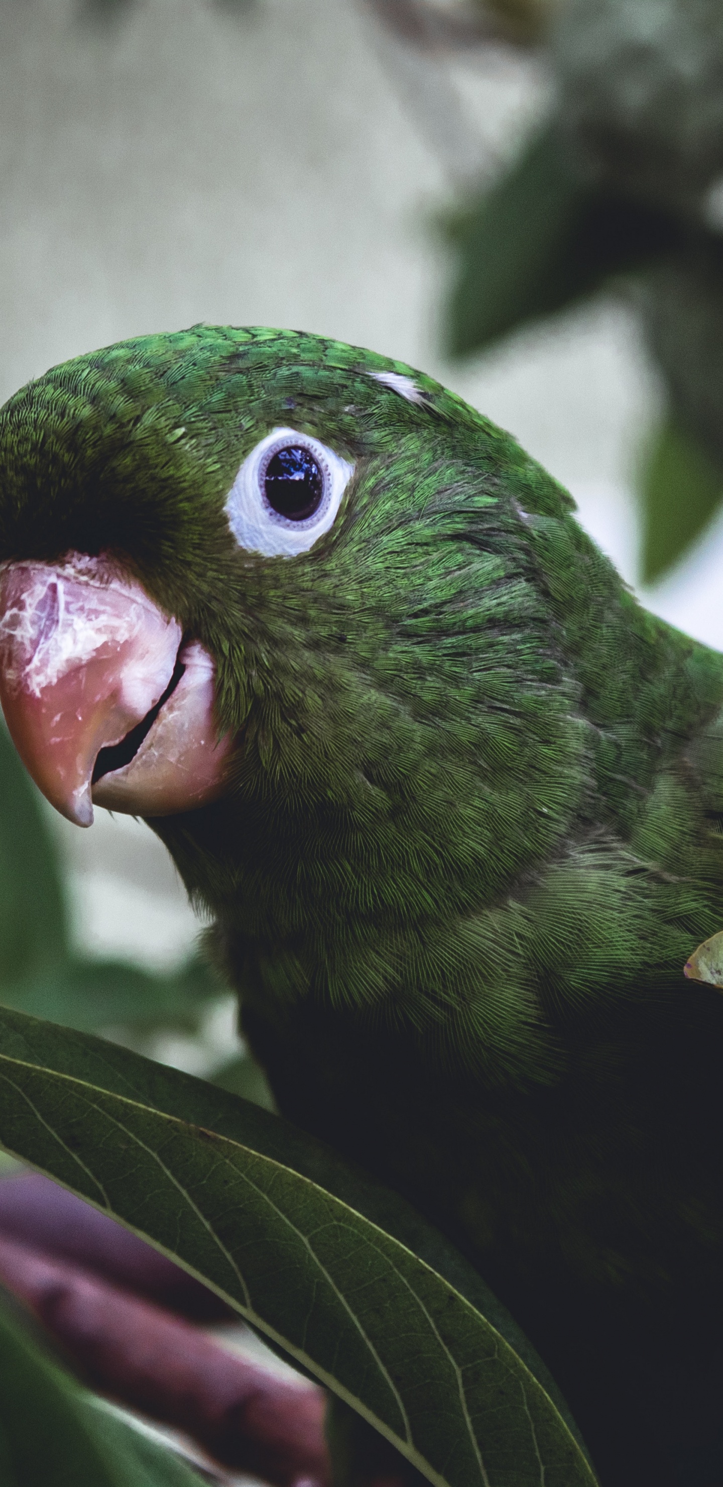 Green Bird on Tree Branch. Wallpaper in 1440x2960 Resolution