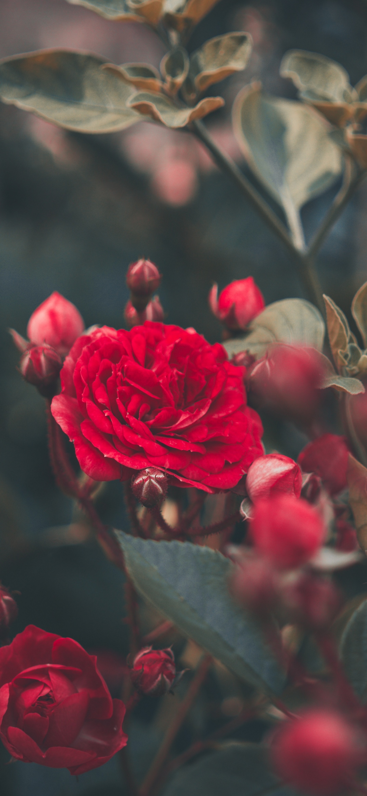 Rosas Rojas en Flor Durante el Día. Wallpaper in 1242x2688 Resolution