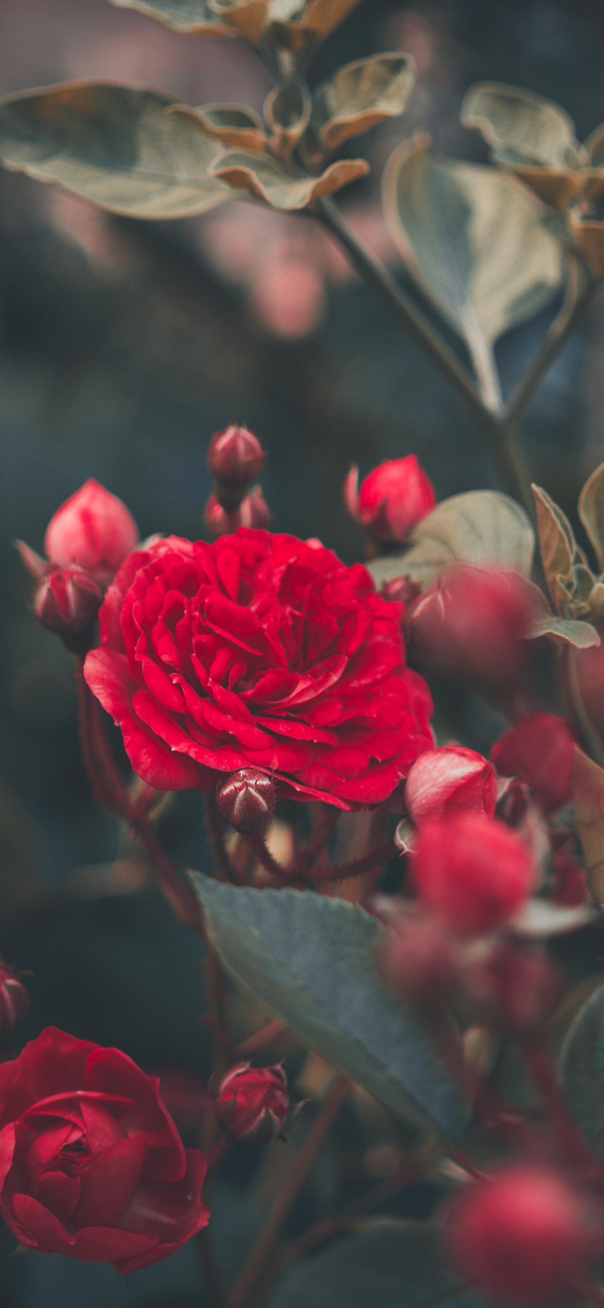 Roses Rouges en Fleurs Pendant la Journée. Wallpaper in 1242x2688 Resolution