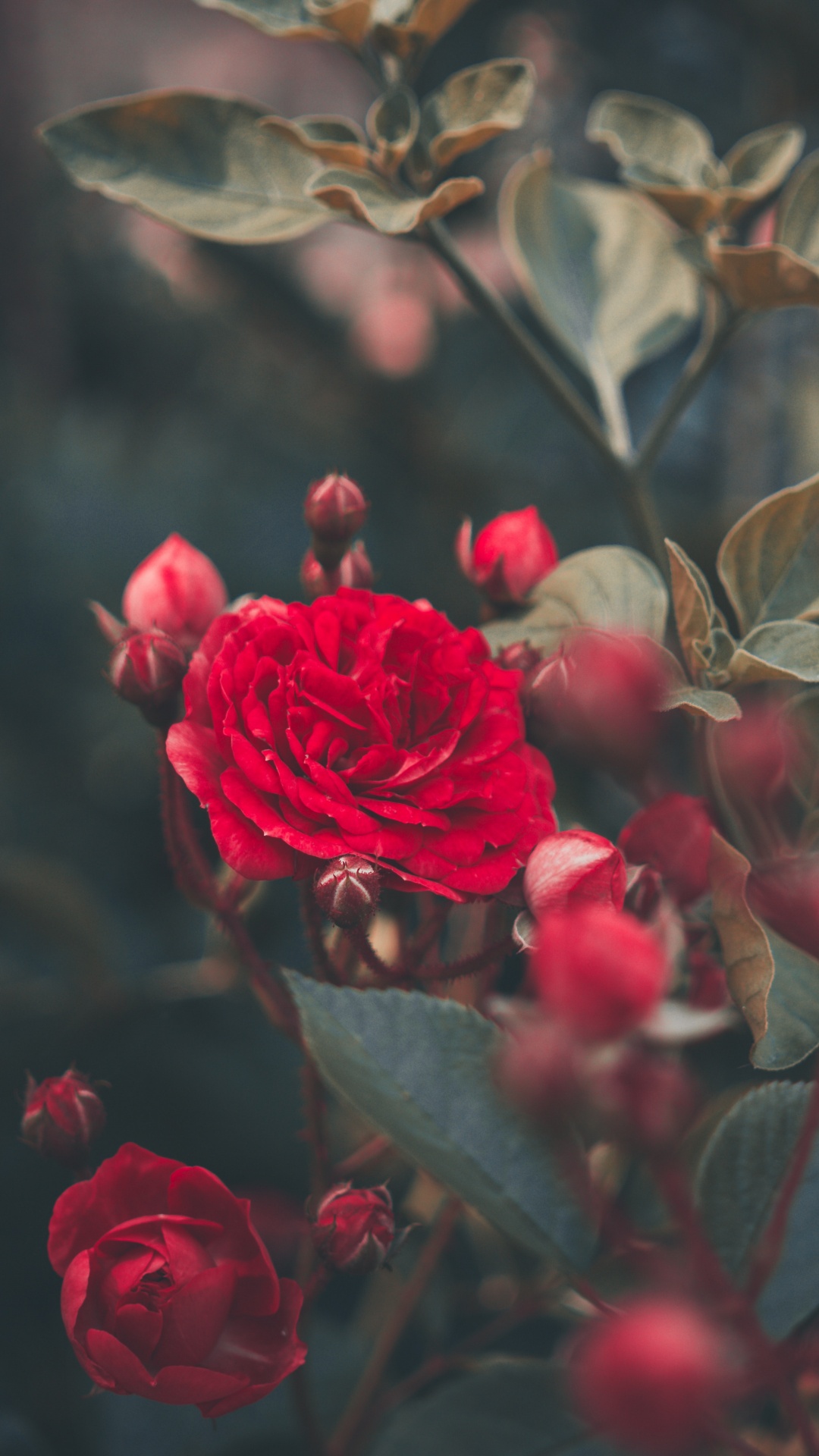 Red Roses in Bloom During Daytime. Wallpaper in 1080x1920 Resolution