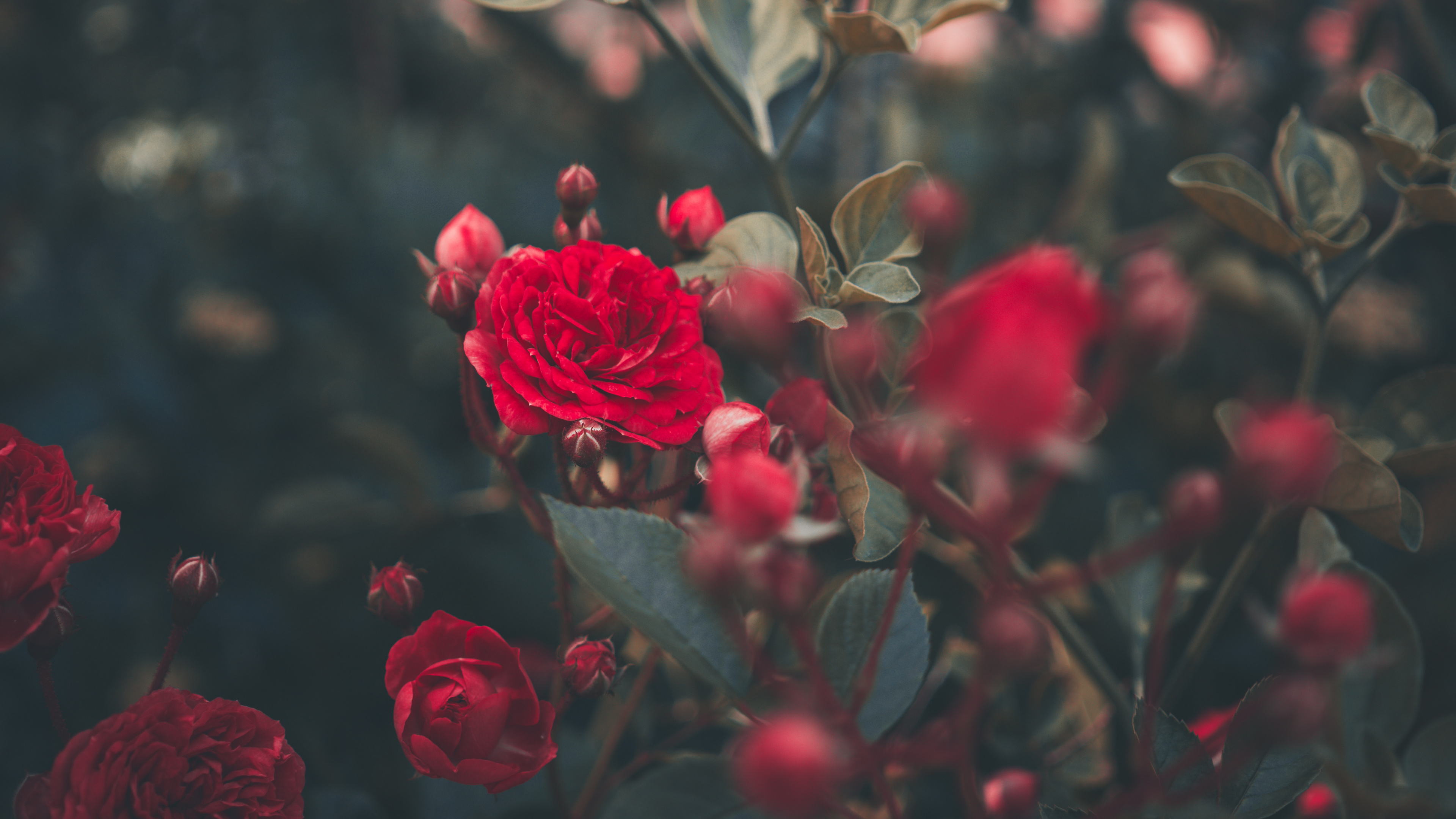 Red Roses in Bloom During Daytime. Wallpaper in 3840x2160 Resolution