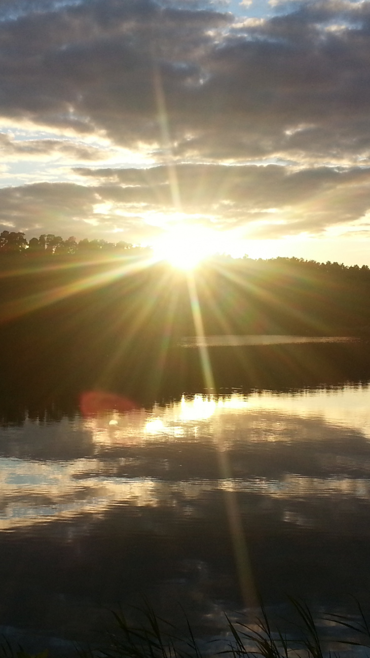 Tagsüber Grüne Bäume Unter Bewölktem Himmel. Wallpaper in 750x1334 Resolution