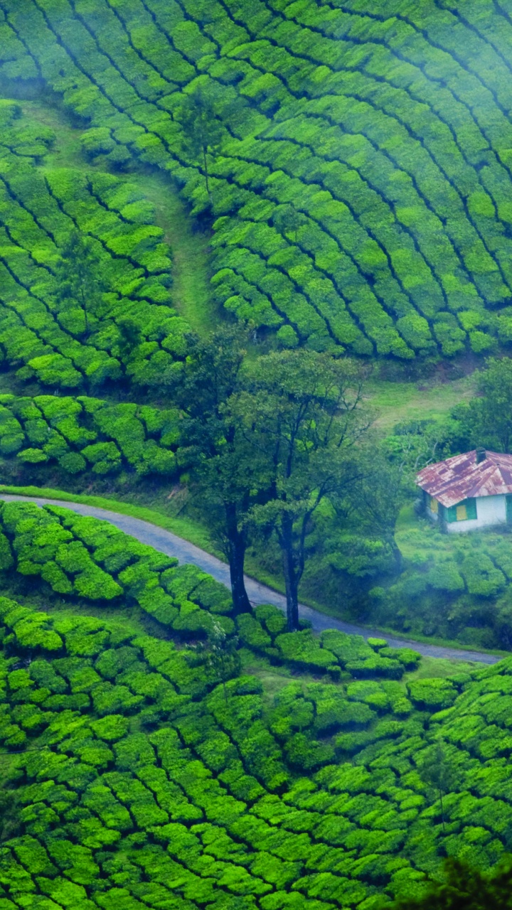 White and Brown House on Green Grass Field. Wallpaper in 720x1280 Resolution