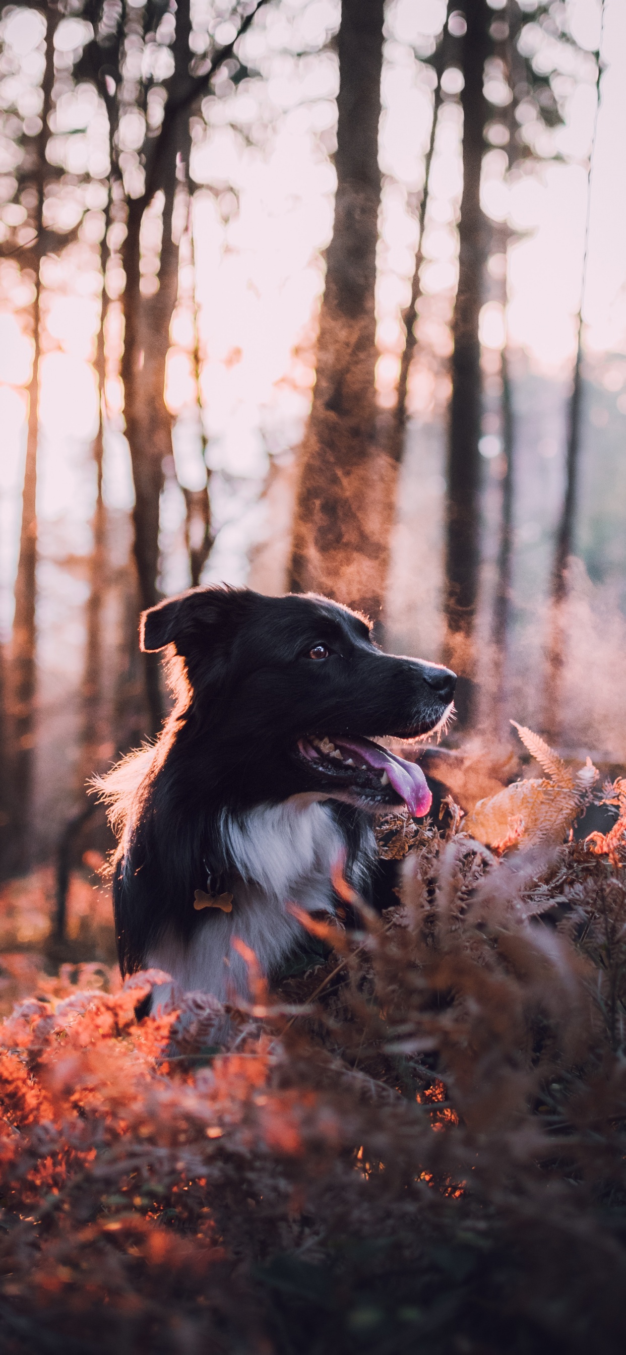 Black and White Border Collie on Brown Dried Leaves During Daytime. Wallpaper in 1242x2688 Resolution