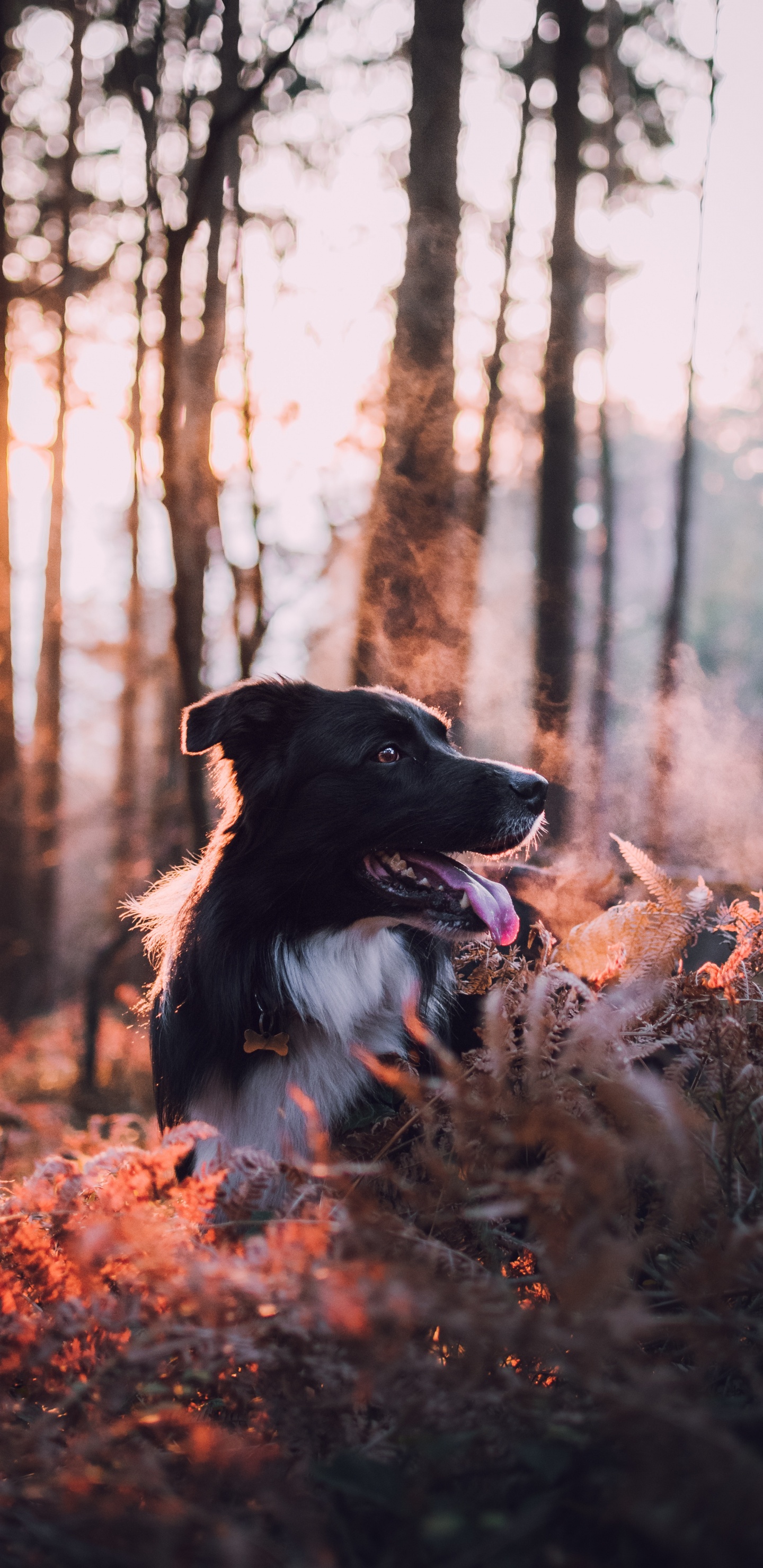 Border Collie Noir et Blanc Sur Des Feuilles Séchées Brunes Pendant la Journée. Wallpaper in 1440x2960 Resolution